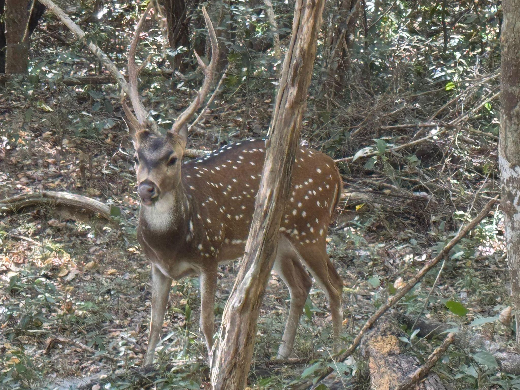Full-Day Wilpattu National Park Safari from Anuradhapura