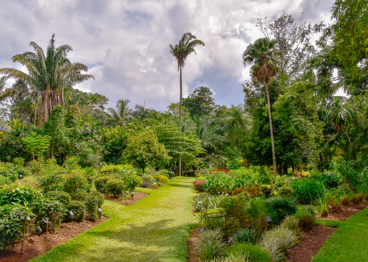 Kandy Heritage & Tea Country Day Trip from Bentota