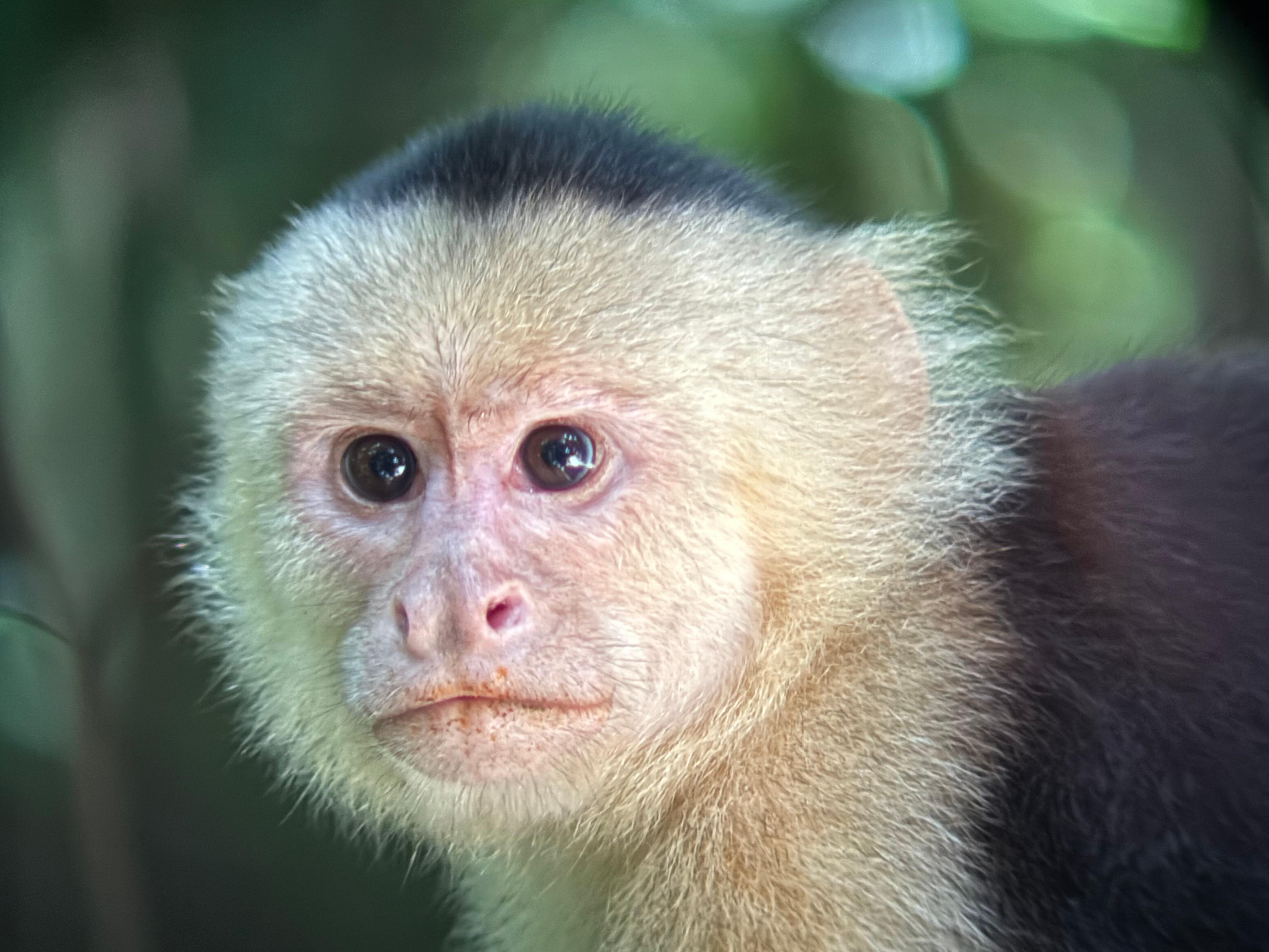 Manuel Antonio National Park: Wildlife Guided Tour with Entrance Fee