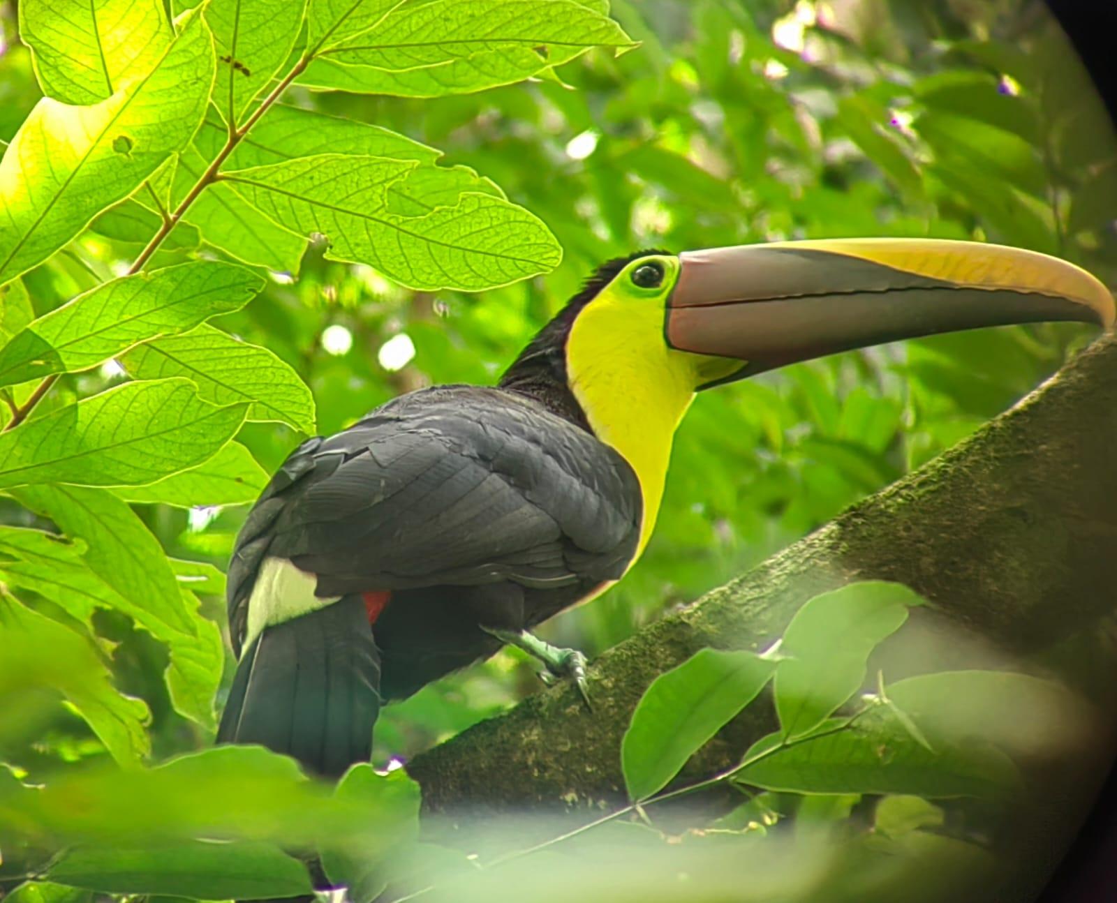 Manuel Antonio National Park: Wildlife Guided Tour with Entrance Fee