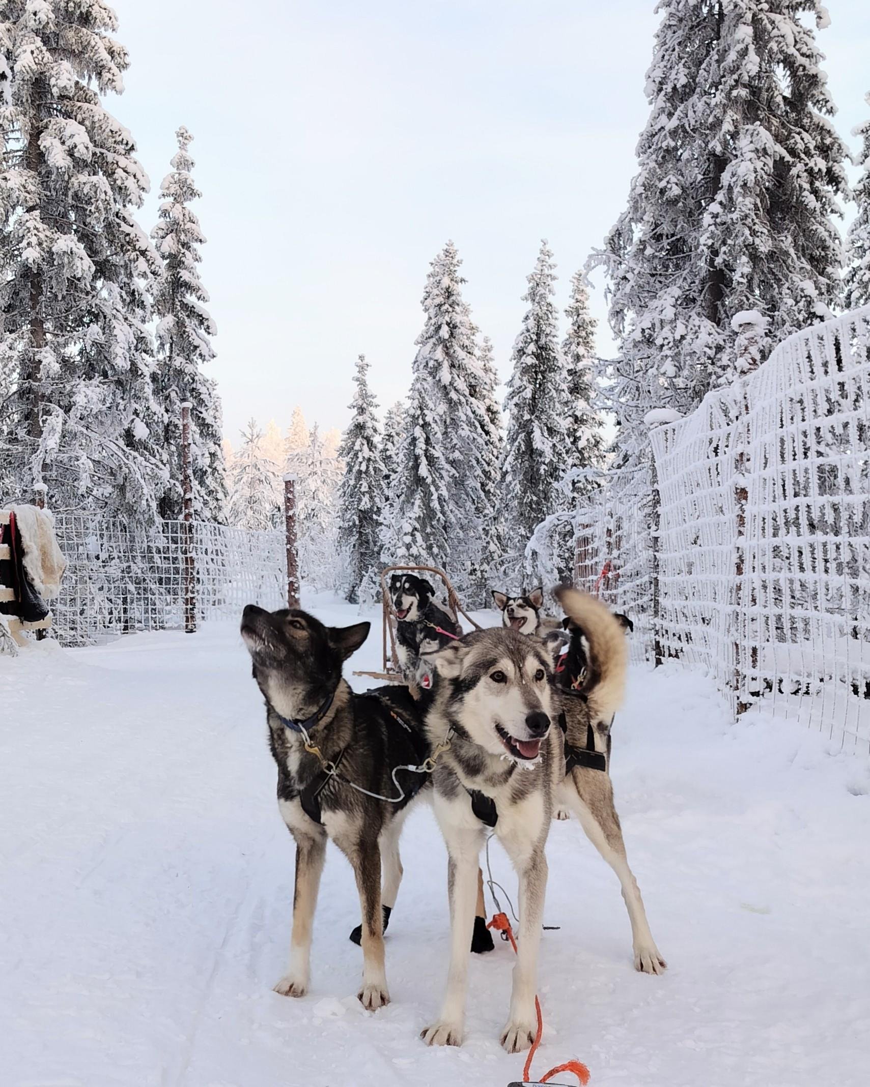 Rovaniemi Self-Drive Husky Safari & Reindeer Farm