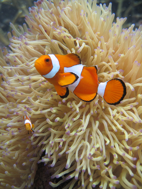 Full-Day Snorkeling Tour at Tunku Abdul Rahman Marine Park
