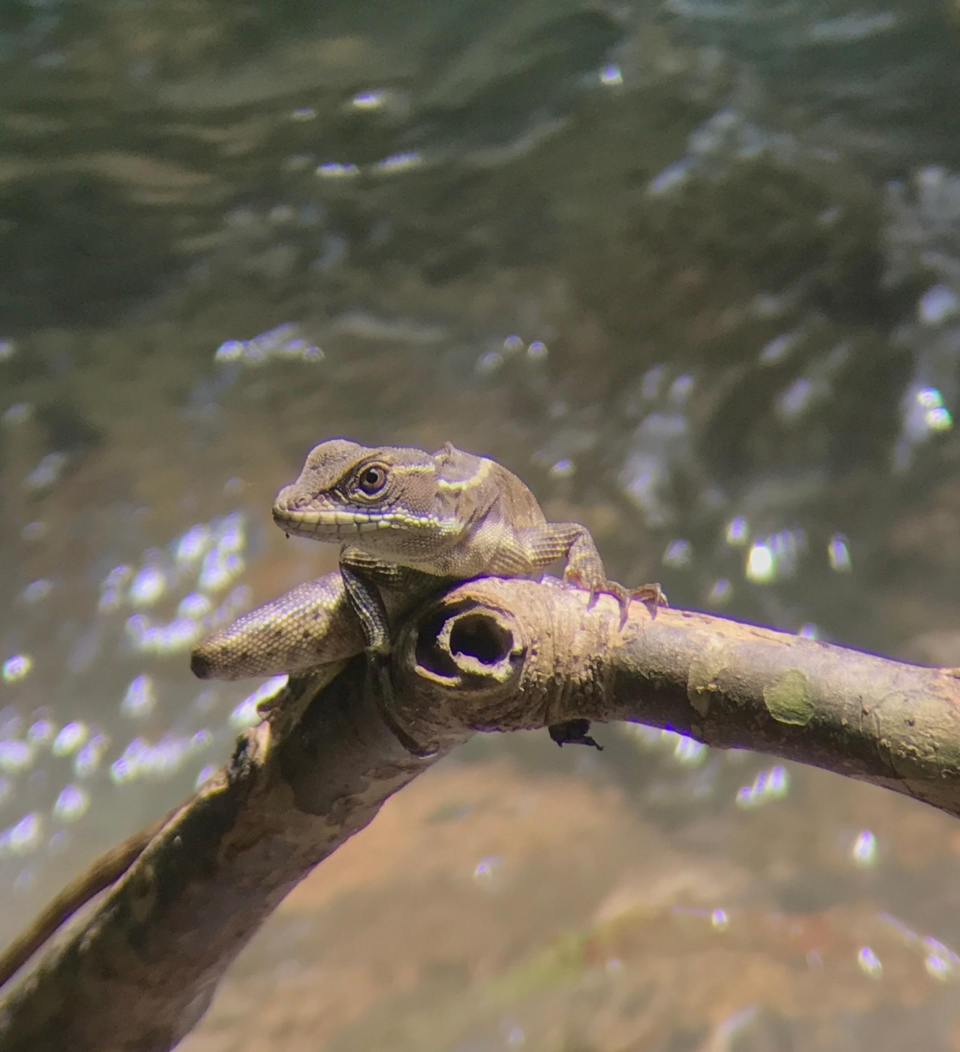 Manuel Antonio National Park: Expert-Guided Wildlife Hike