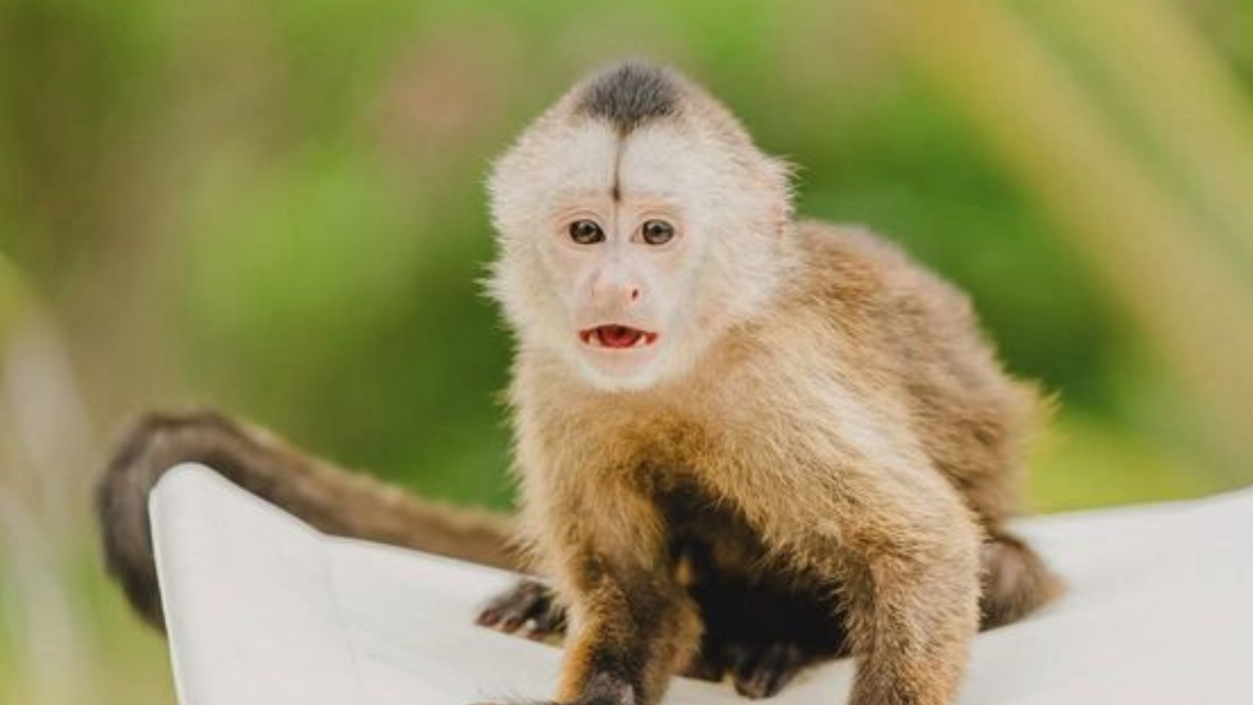 Punta Cana Patron Monkey Sanctuary