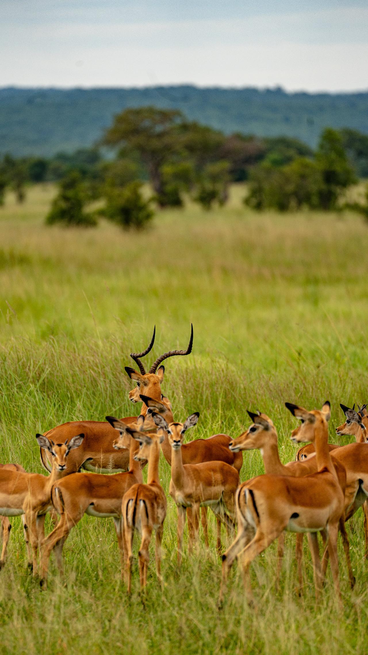 Zanzibar to Mikumi: Fly-In Safari Day Trip with Bush Lunch