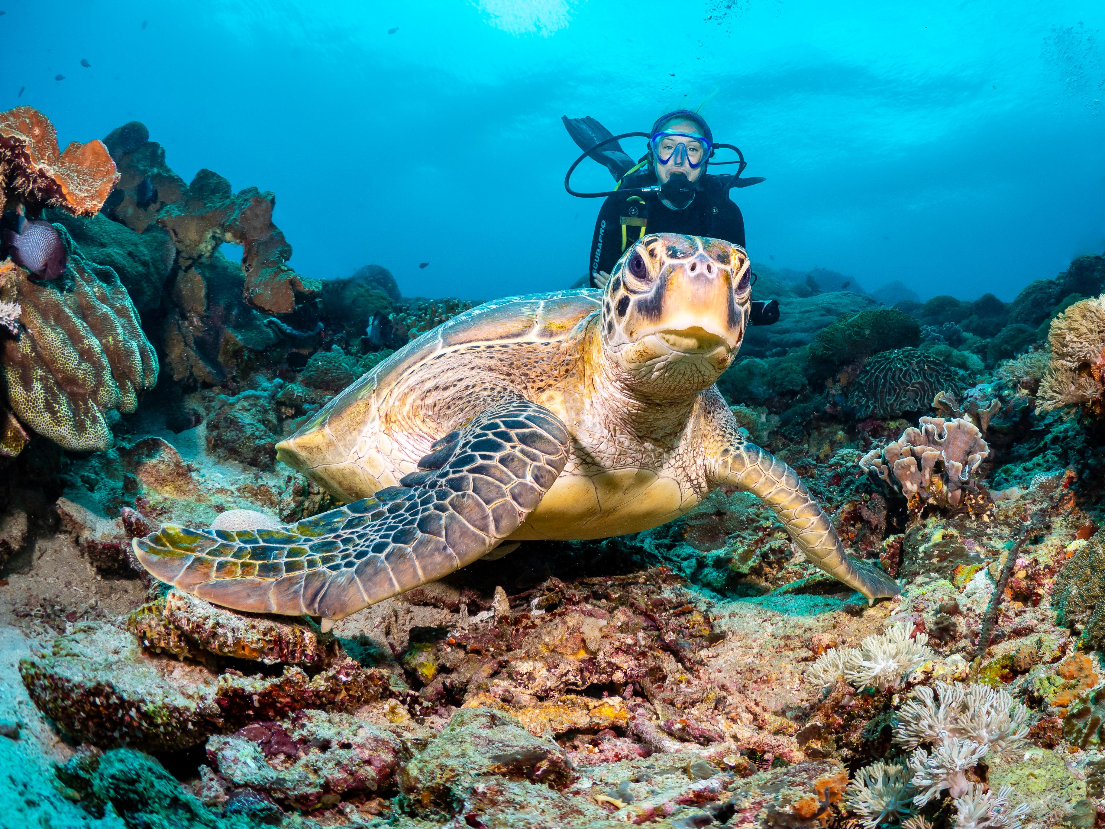 Padang Bai Guided Scuba Diving Adventure with Lunch