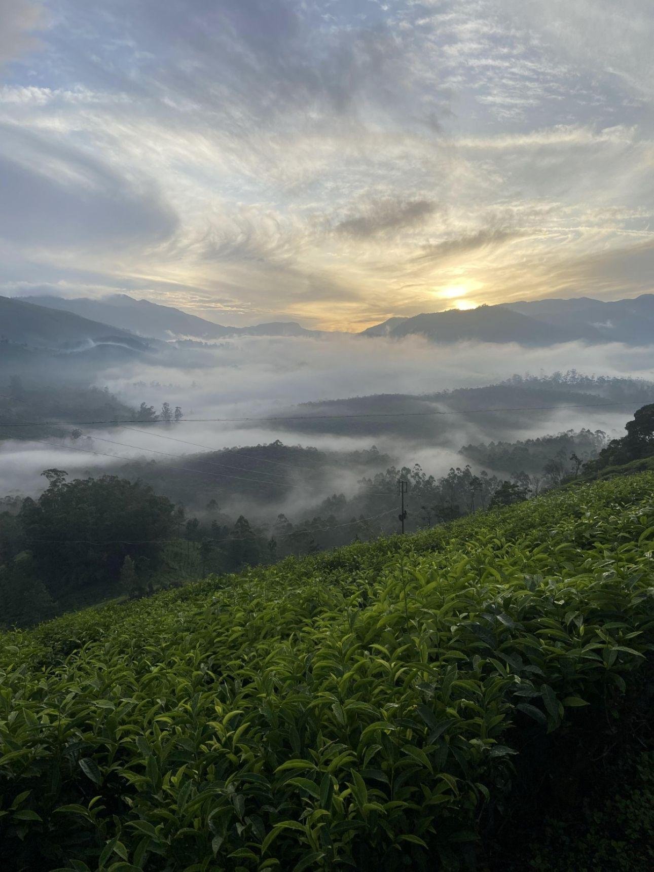 Munnar Highlands & Tea Plantation Day Tour from Kochi