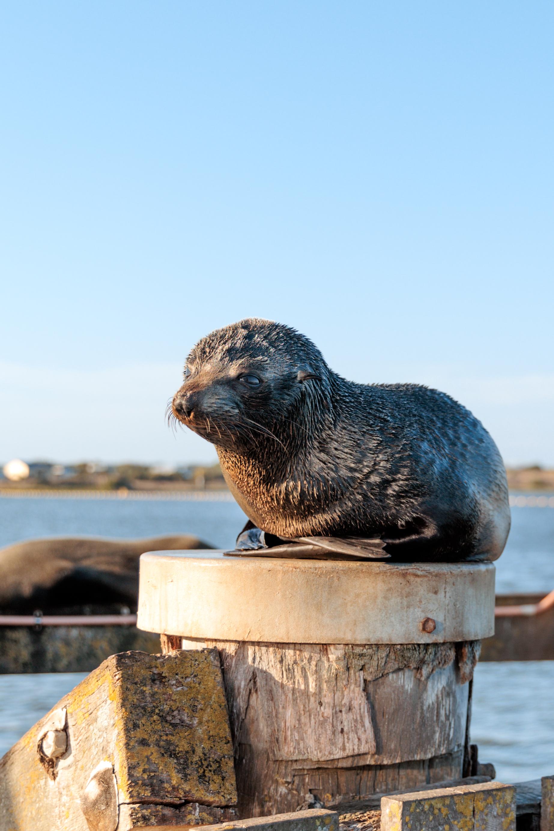 Murray Mouth Discovery Cruise from Goolwa