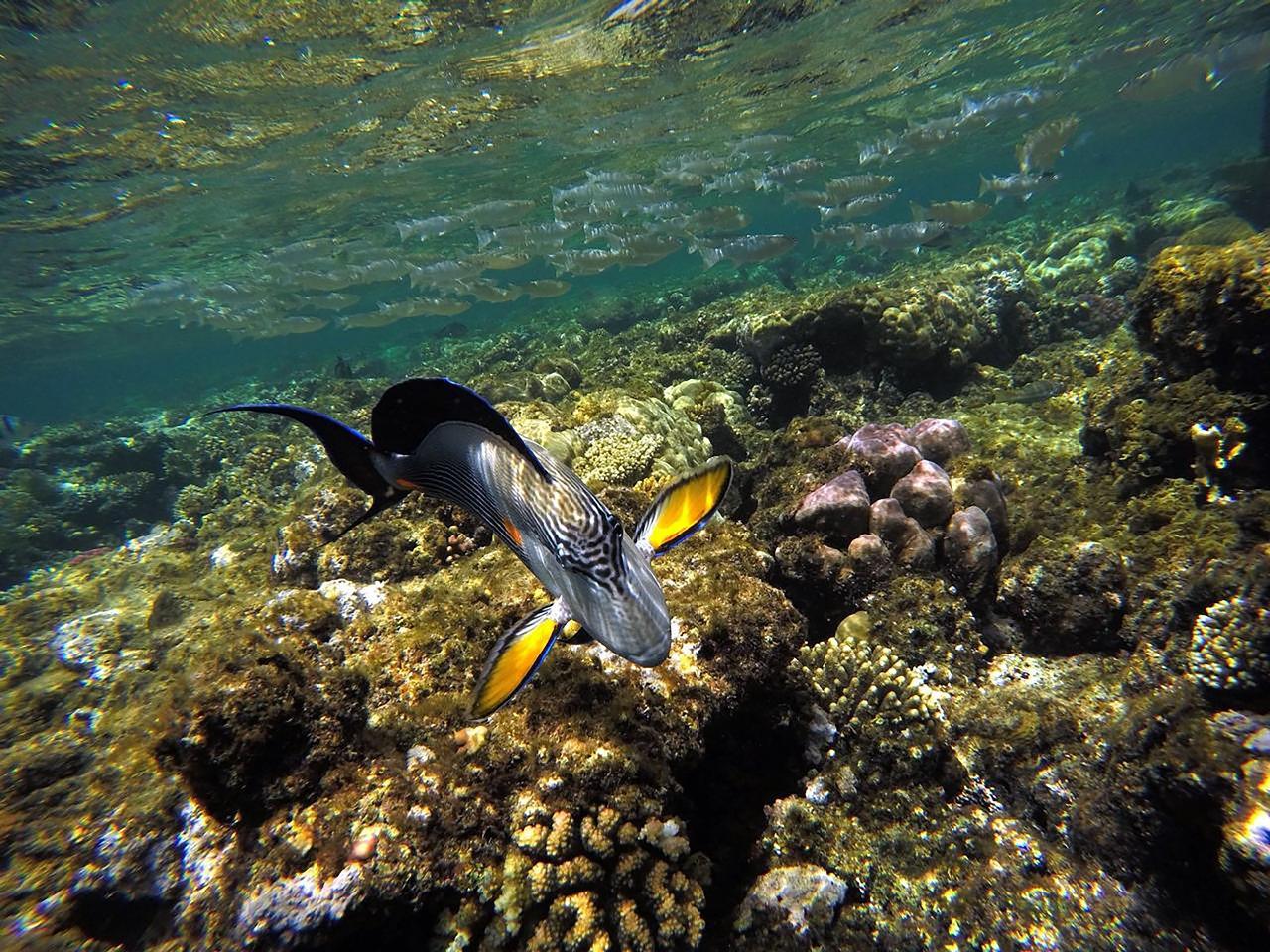 Sharm el-Sheikh: White Island & Ras Mohamed National Park Snorkeling Day Trip