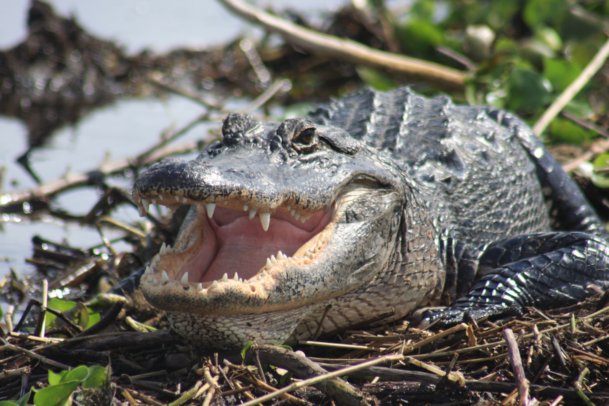 Everglades Day Safari from Southwest Florida