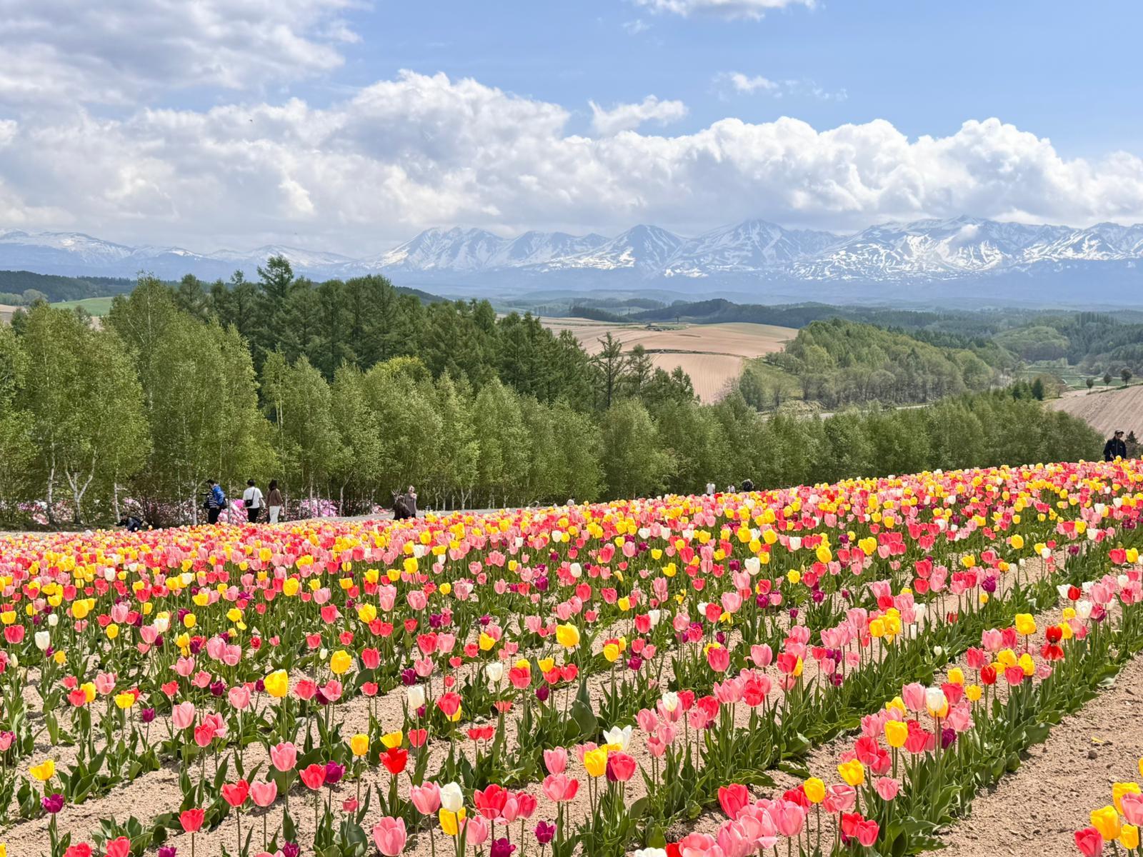 Private Hokkaido Day Tour: Biei, Furano & Asahikawa from Sapporo