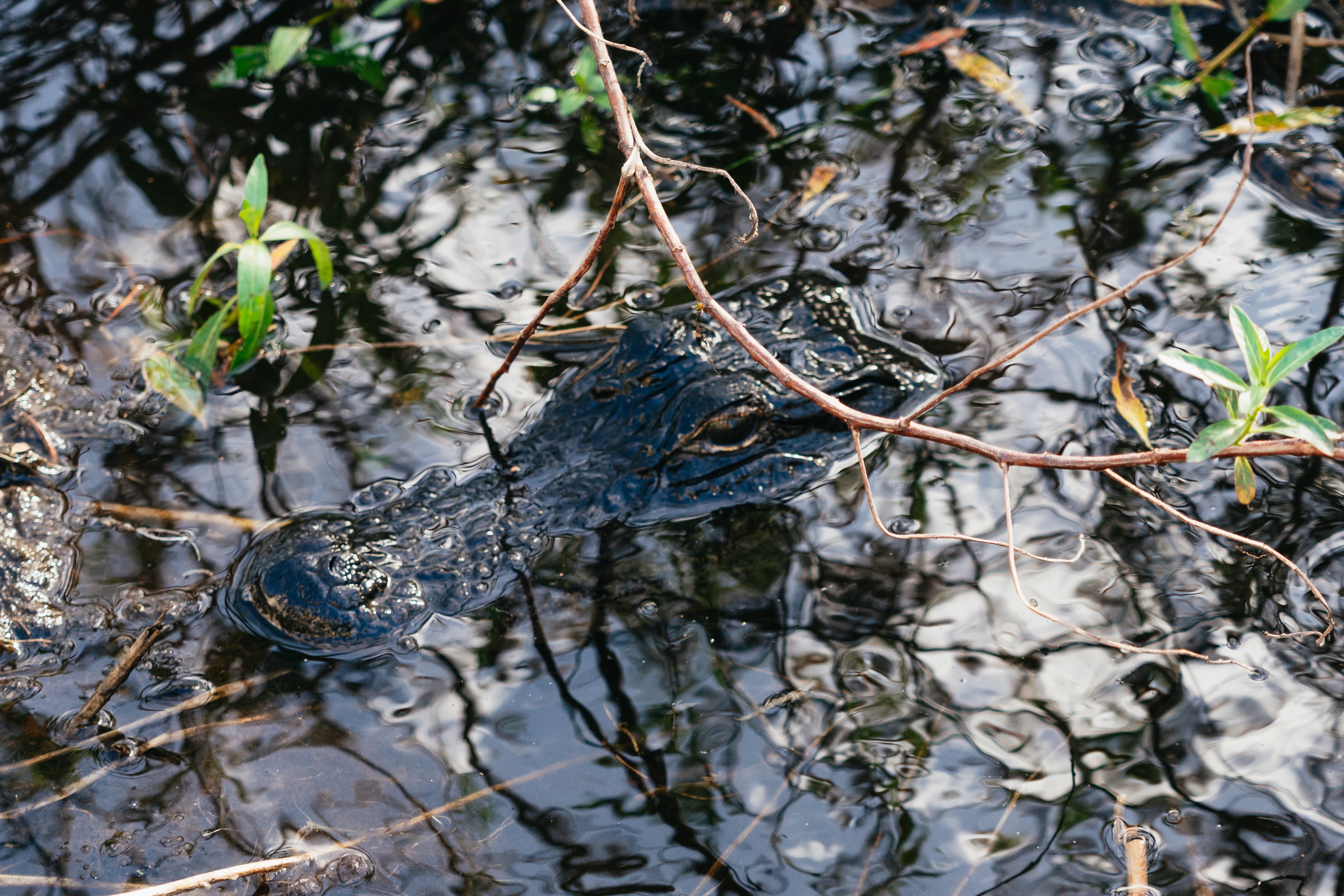 Florida Everglades Wildlife Airboat Adventure from Orlando
