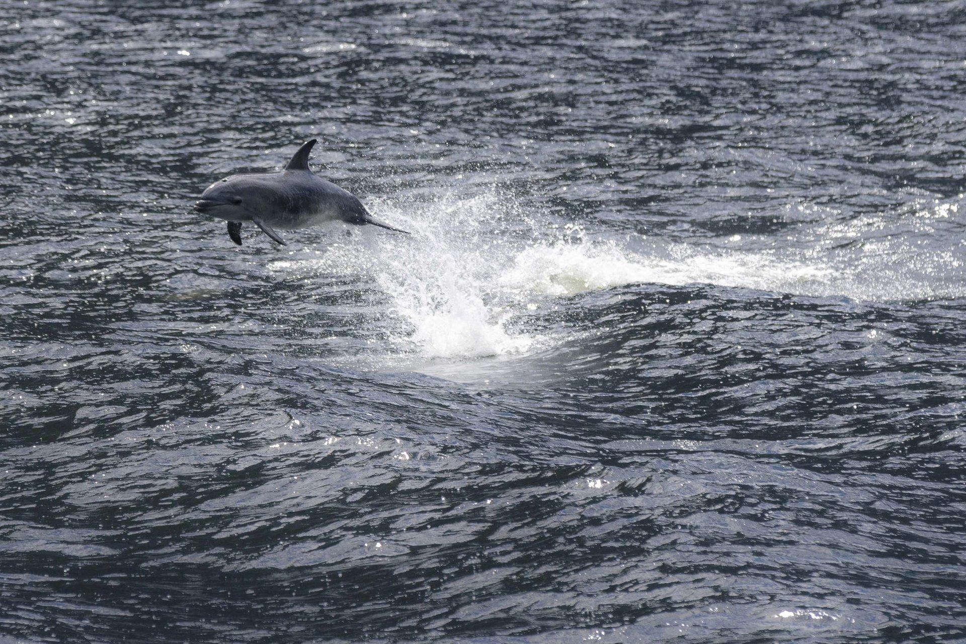 Milford Sound: Premium Small Group Cruise with Canape Lunch