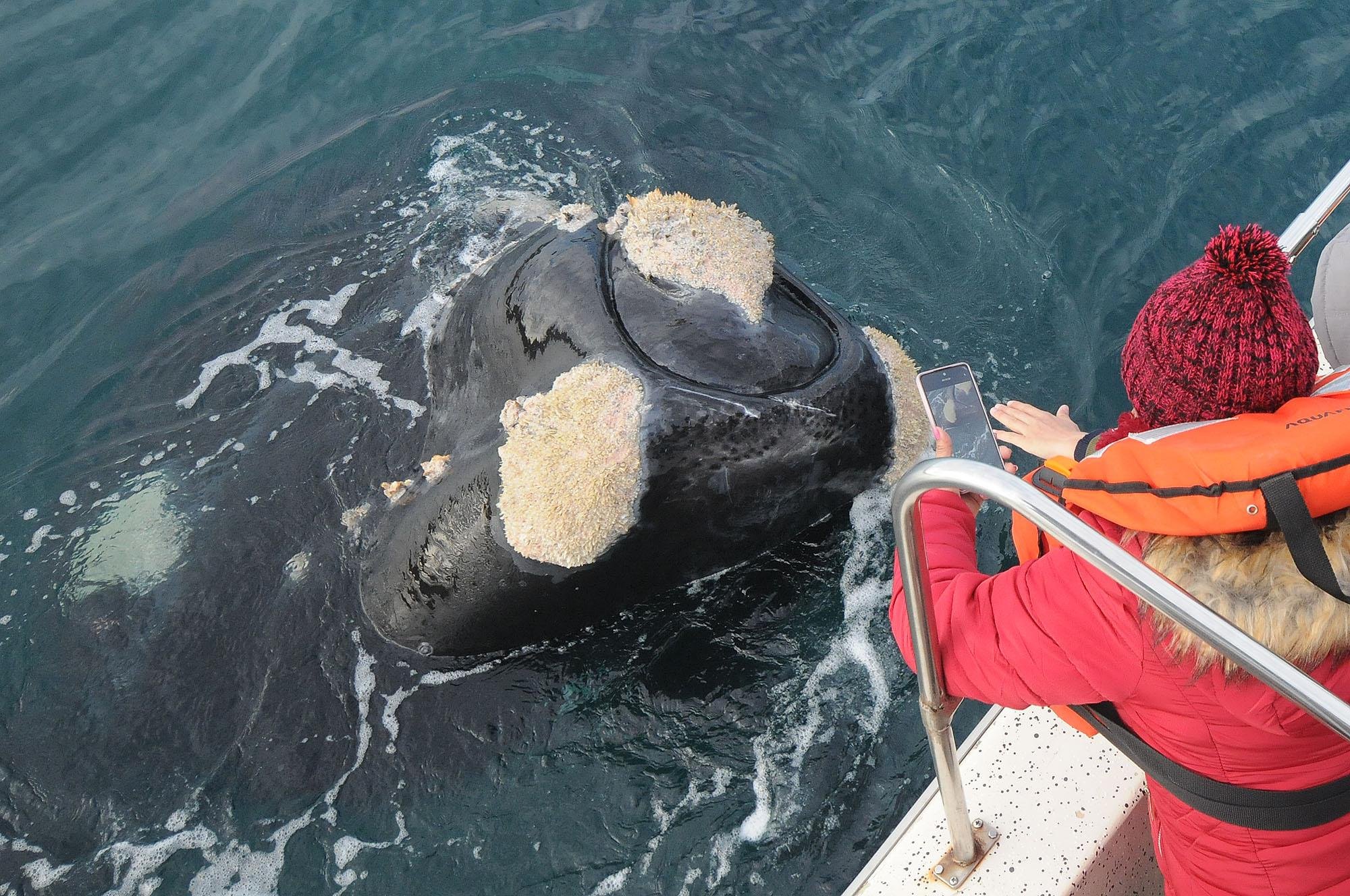 Península Valdés Wildlife & Whale Watching Expedition