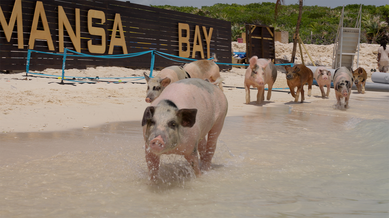 Mansa Bay Private Island Escape: Pigs, Jet Skis & Snorkeling