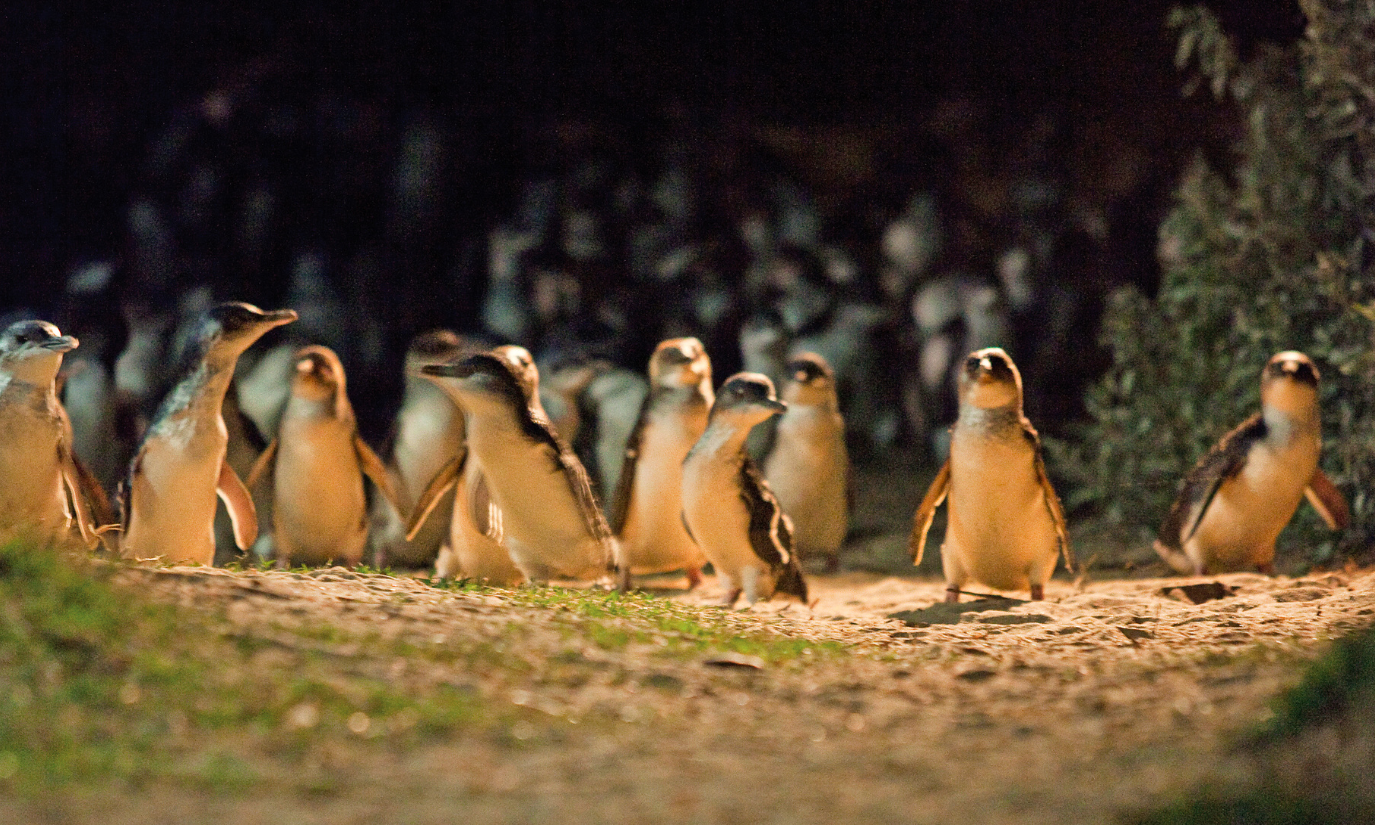 Phillip Island Penguin Parade Afternoon Express from Melbourne