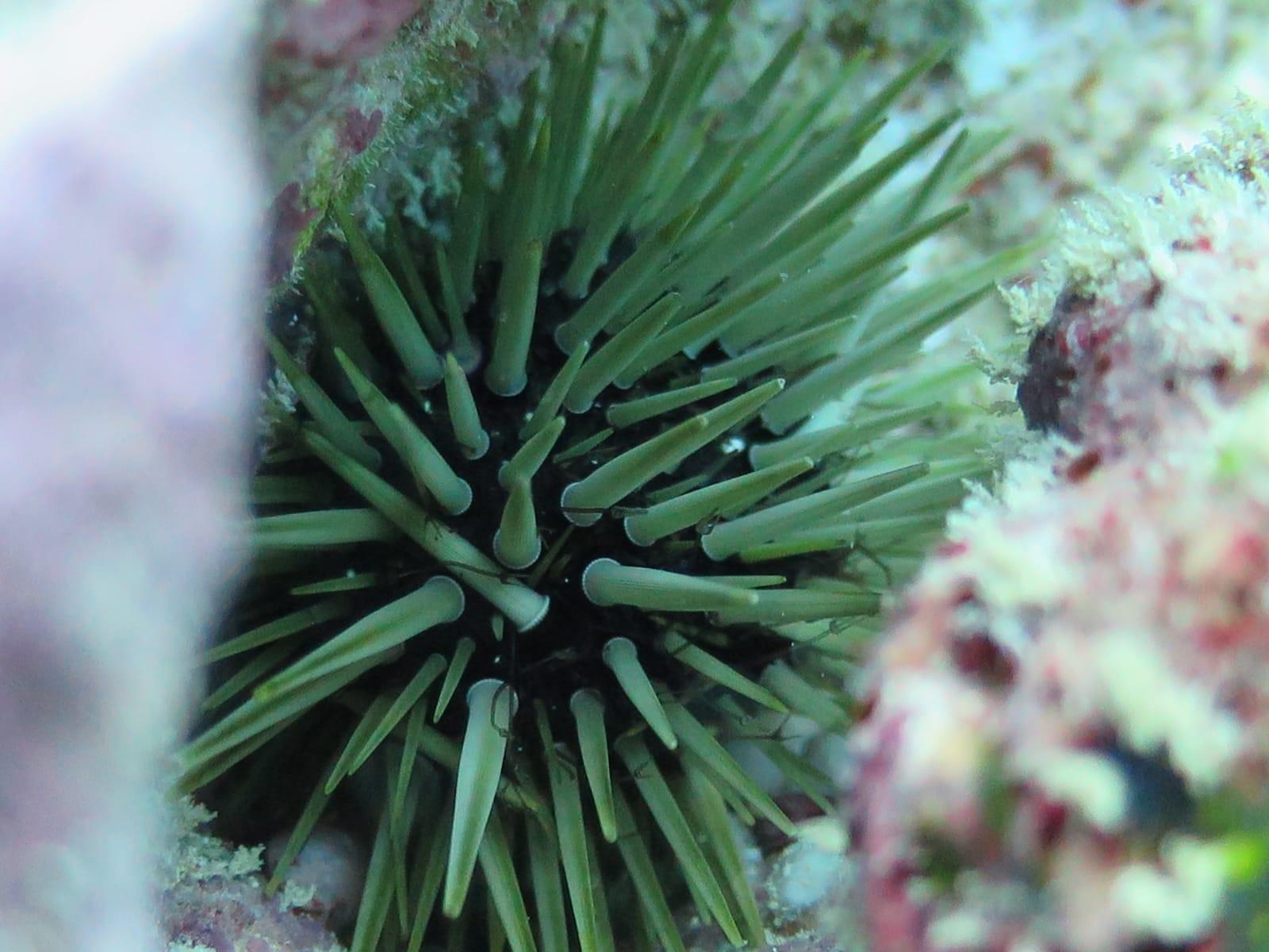 Belle Mare Scuba Discovery: East Coast Mauritius Dive