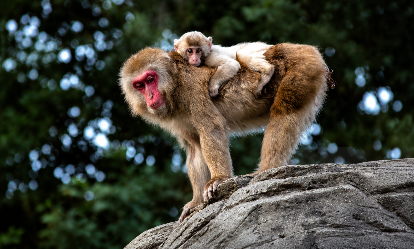 Tokyo: Private Tour to Nagano with Snow Monkeys - 2026 (Verified Reviews)