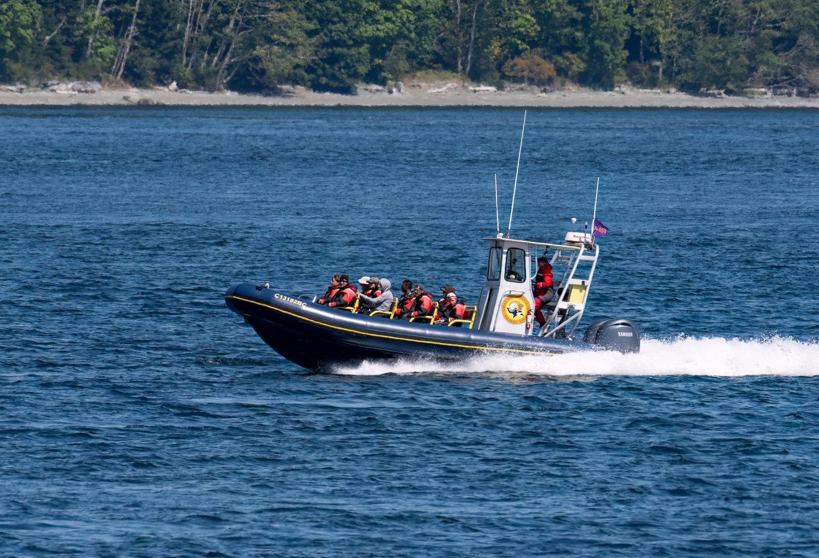 Campbell River Whale Watching & Wildlife Adventure