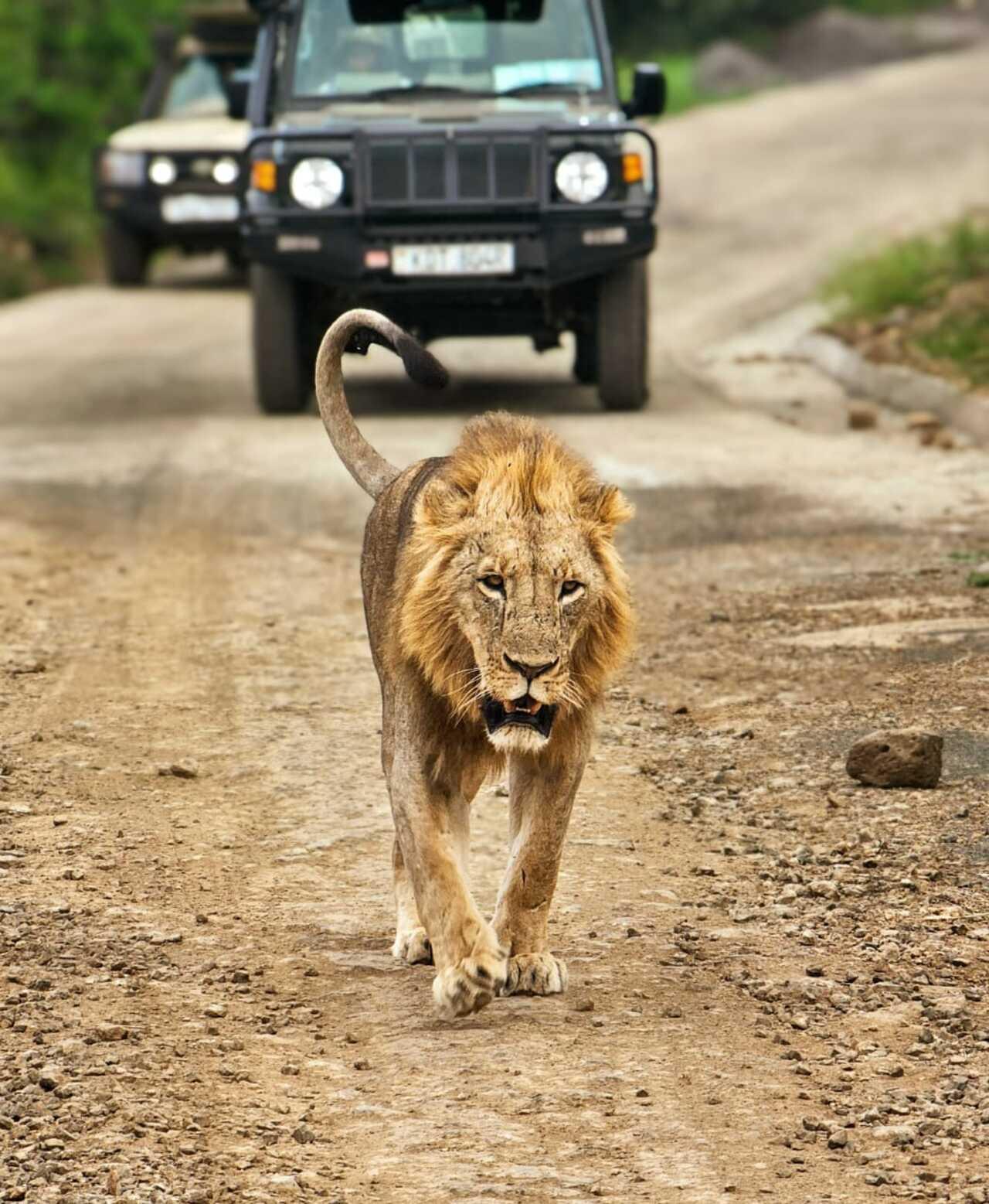 Nairobi National Park 5-Hour 4x4 Wildlife Safari