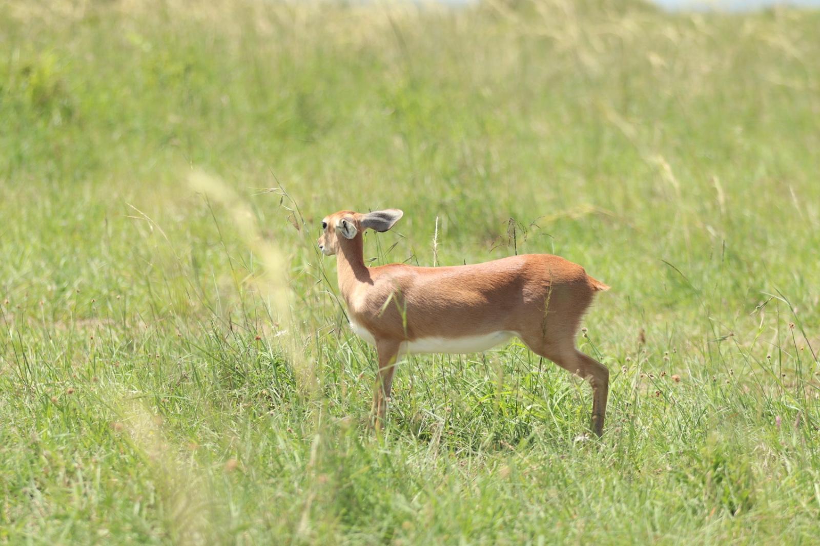 Maasai Mara Express: 1-Day Safari from Nairobi