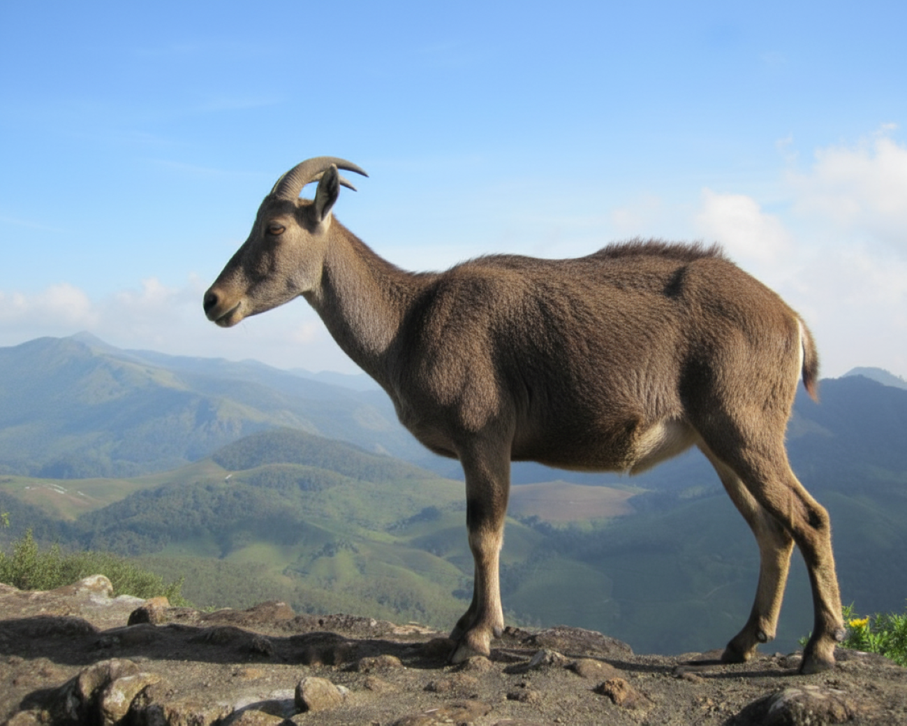 Munnar Highlands & Tea Plantation Day Tour from Kochi