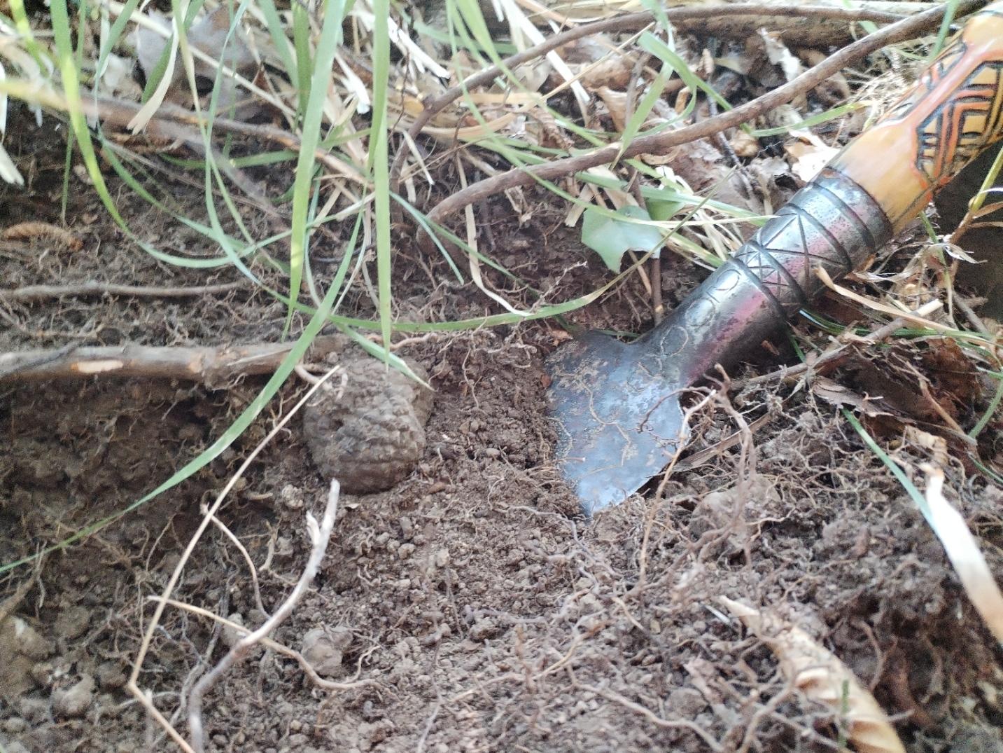 Truffle Hunting Experience in Istrian Slovenia
