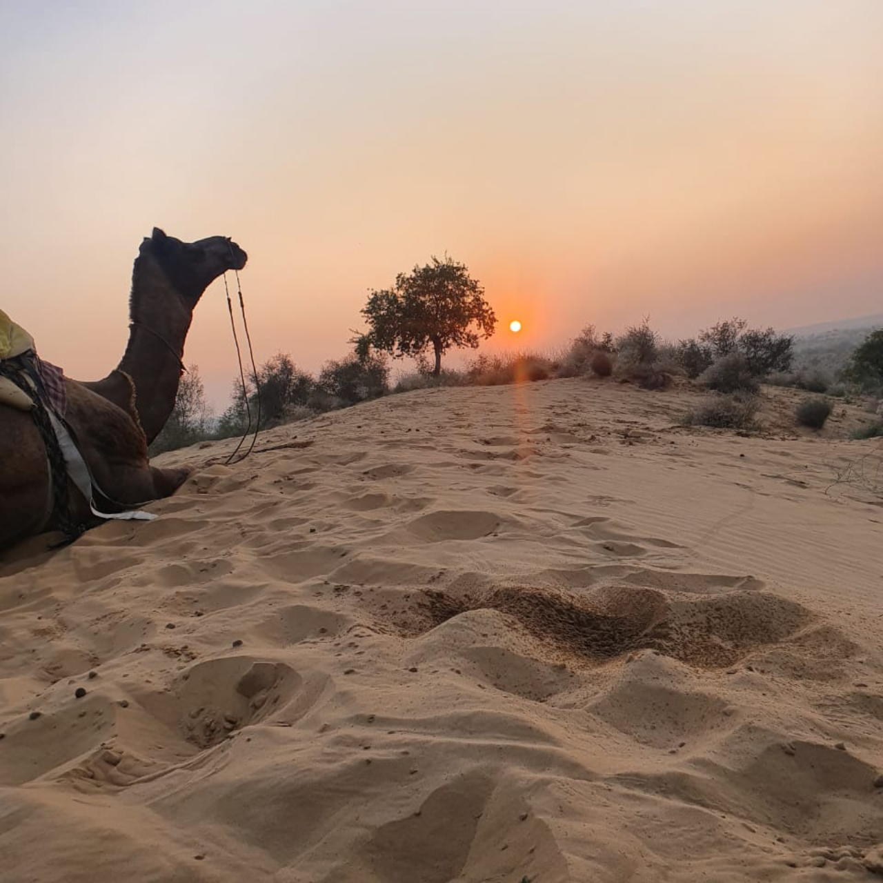 Thar Desert Overnight Camel Safari & Village Stay