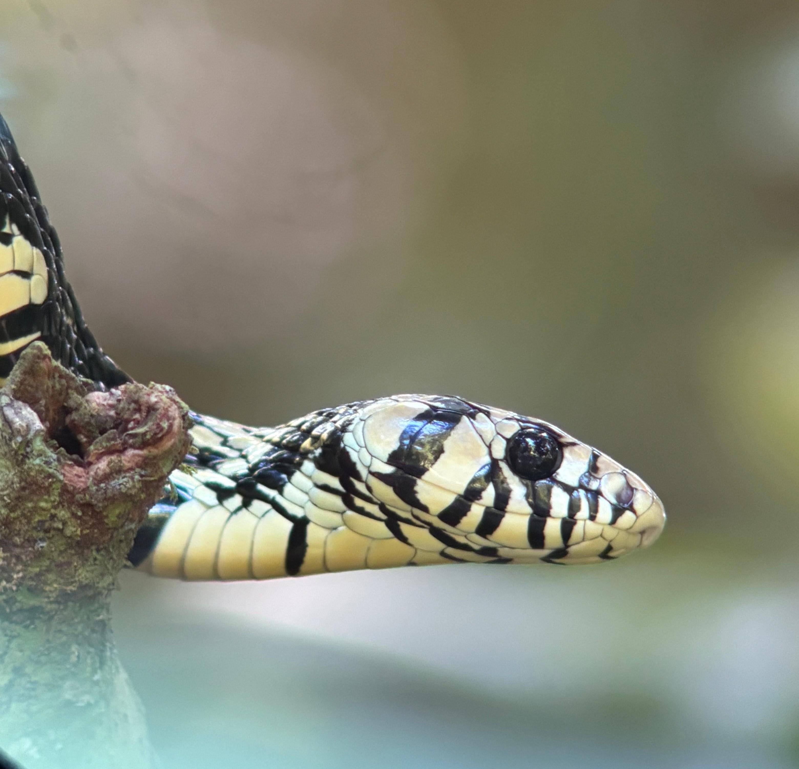 Manuel Antonio National Park: Expert-Guided Wildlife Hike