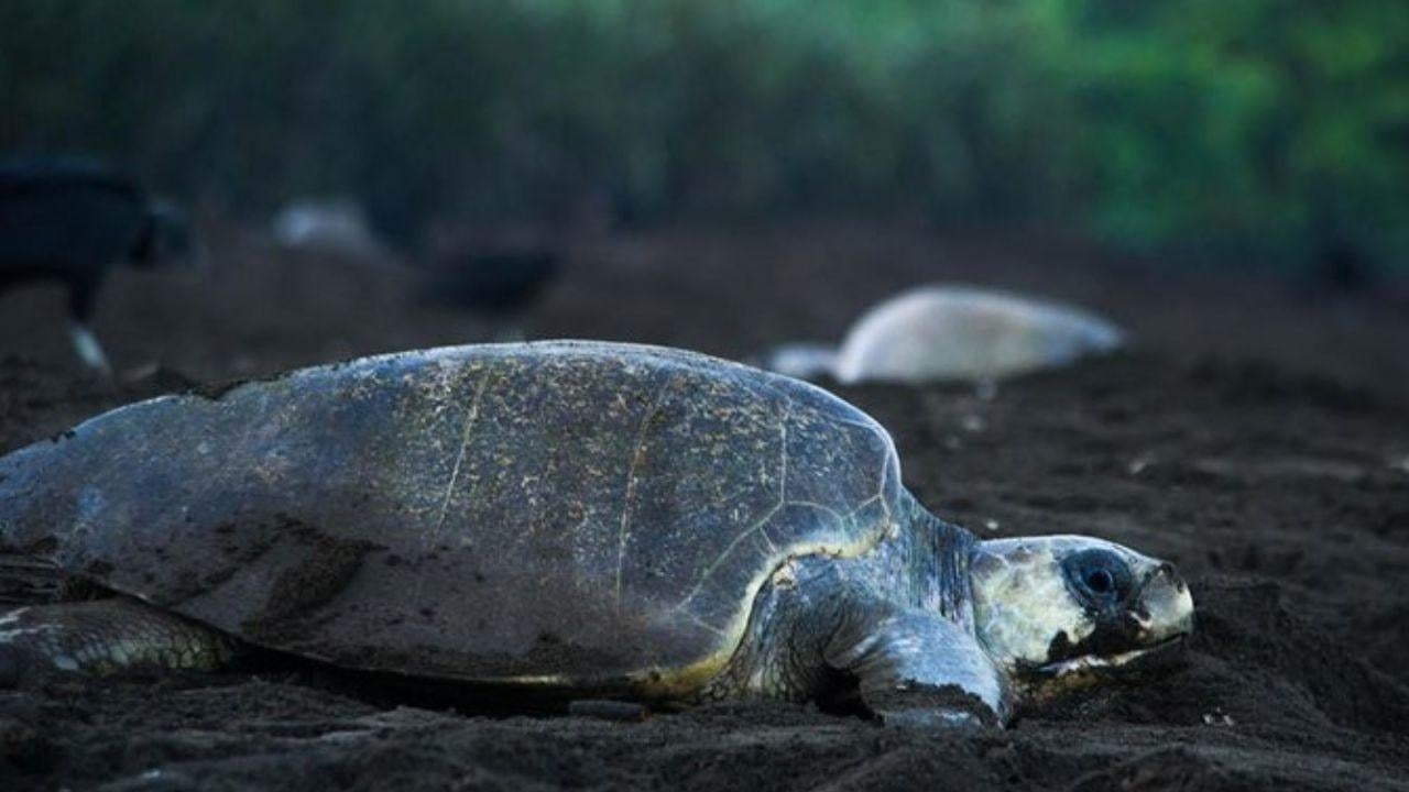 Tortuguero Sea Turtle Nesting Tour