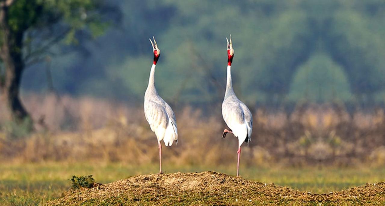 Keoladeo National Park Full-Day Wildlife & Birding Expedition