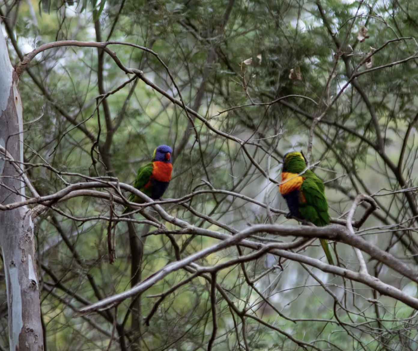 Yarra River: 2 Hour Canoe Guided Nature Tour