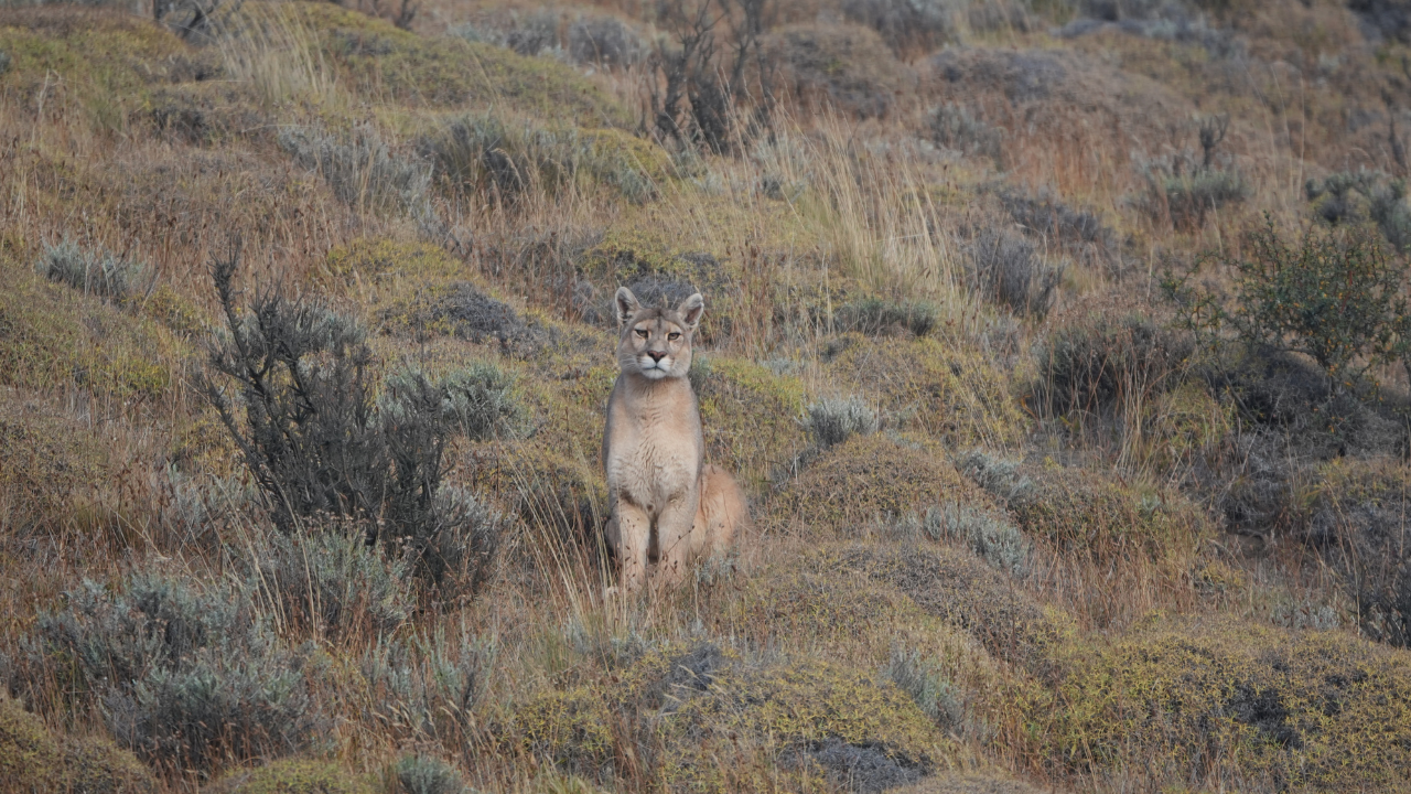 Patagonia Puma Tracking Expedition from Puerto Natales