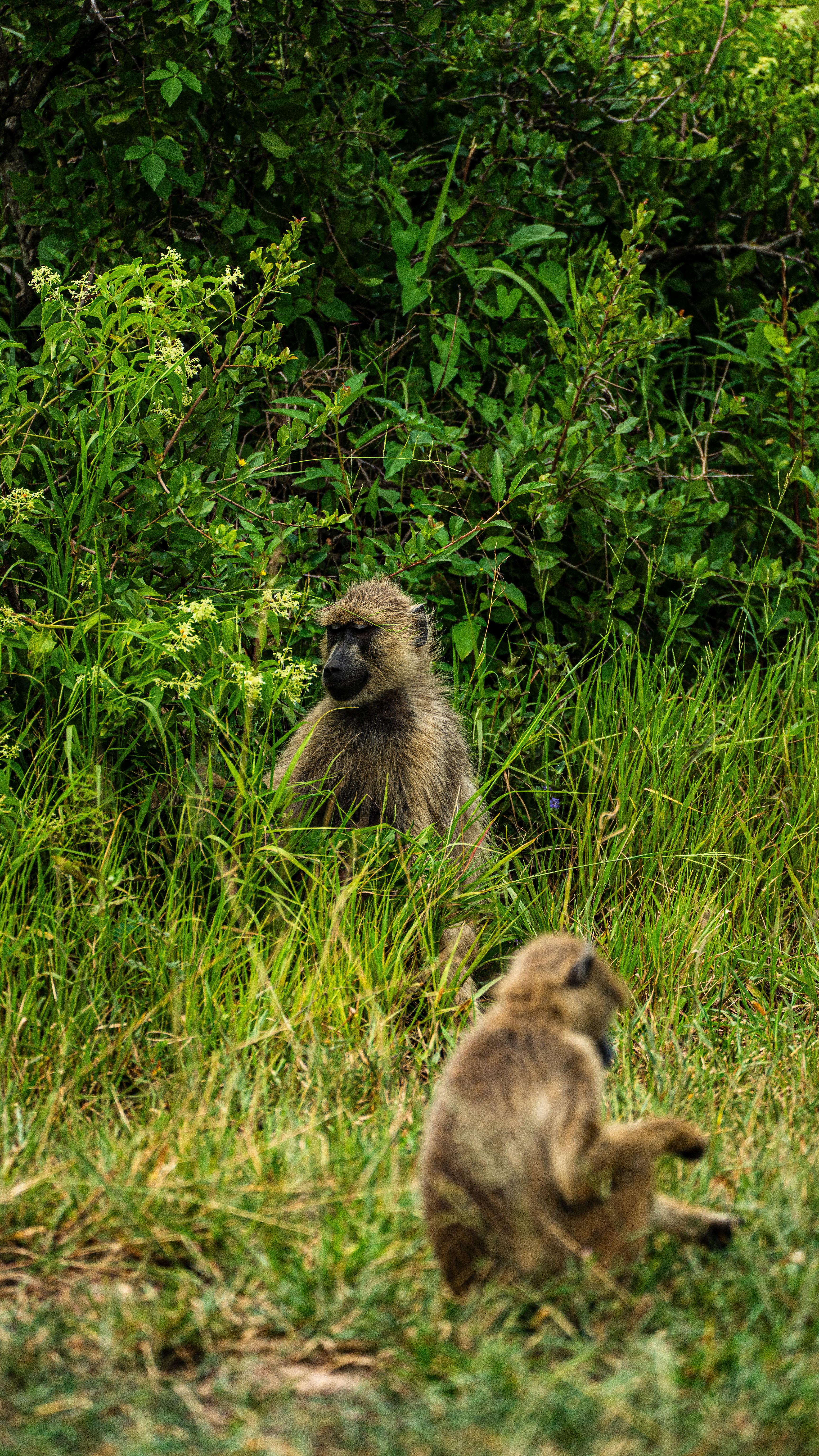 Zanzibar to Mikumi: Fly-In Safari Day Trip with Bush Lunch