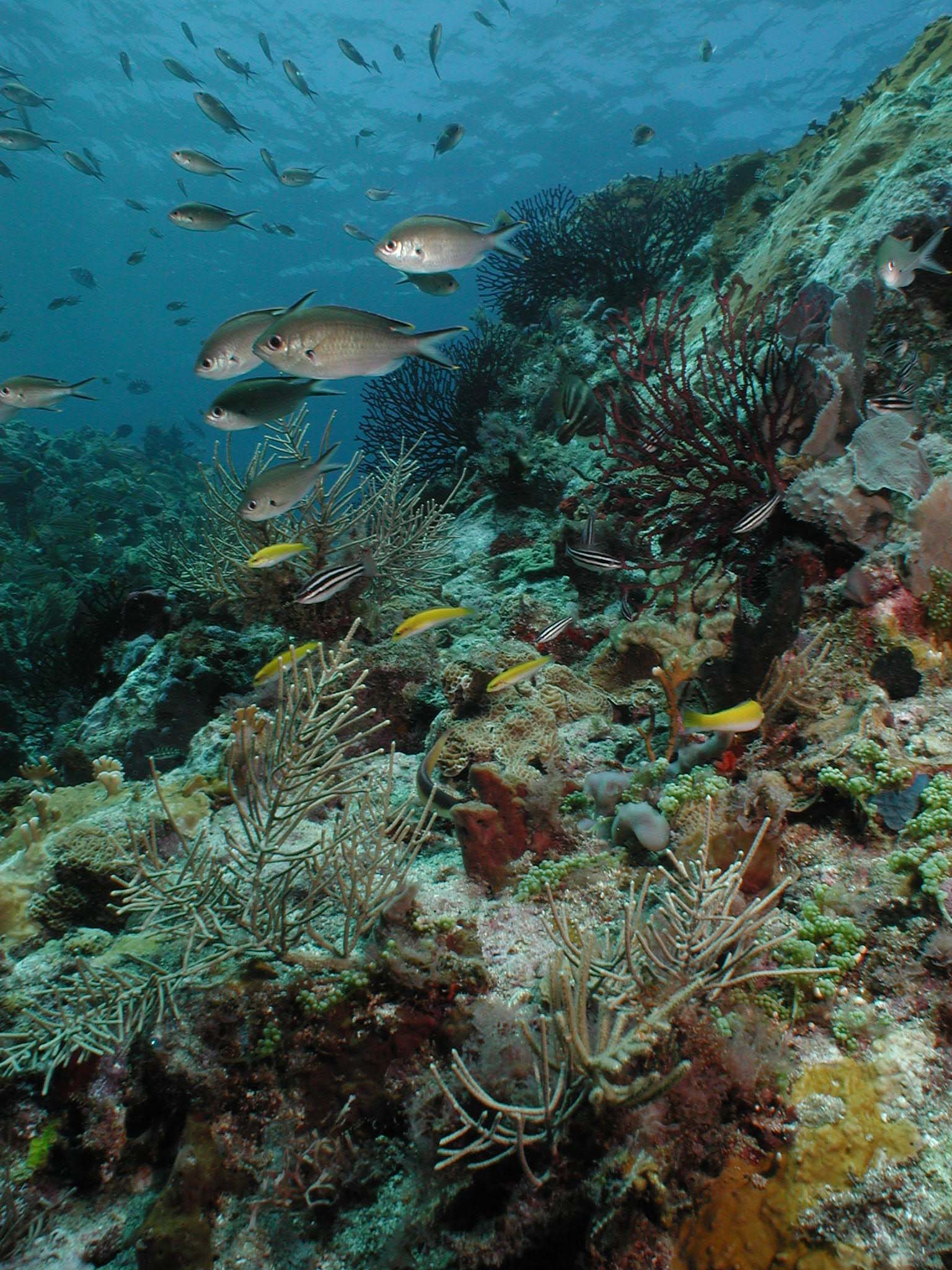 Introductory Scuba Dive for Beginners in St. Lucia