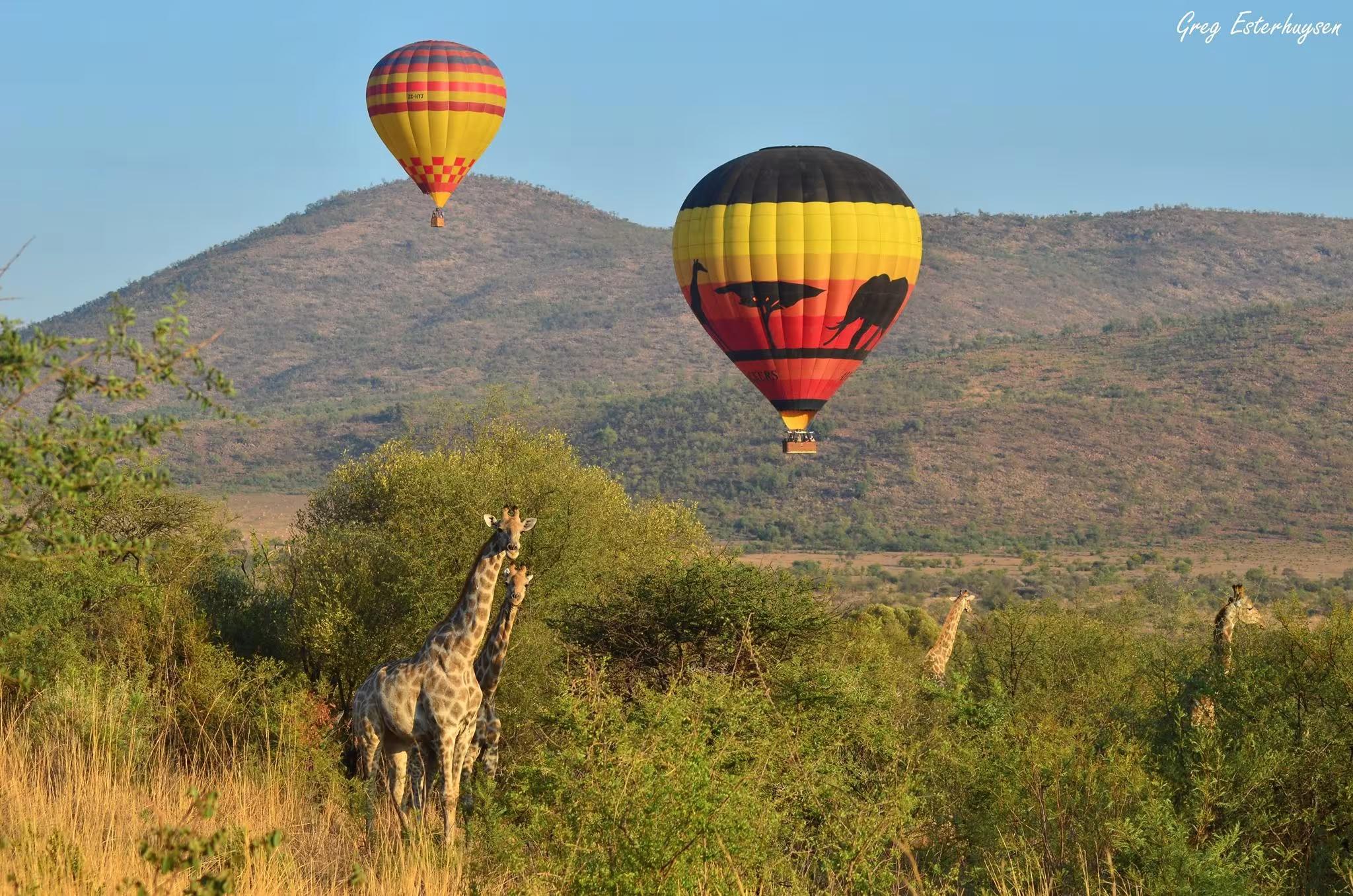 Private Pilanesberg Safari from Johannesburg