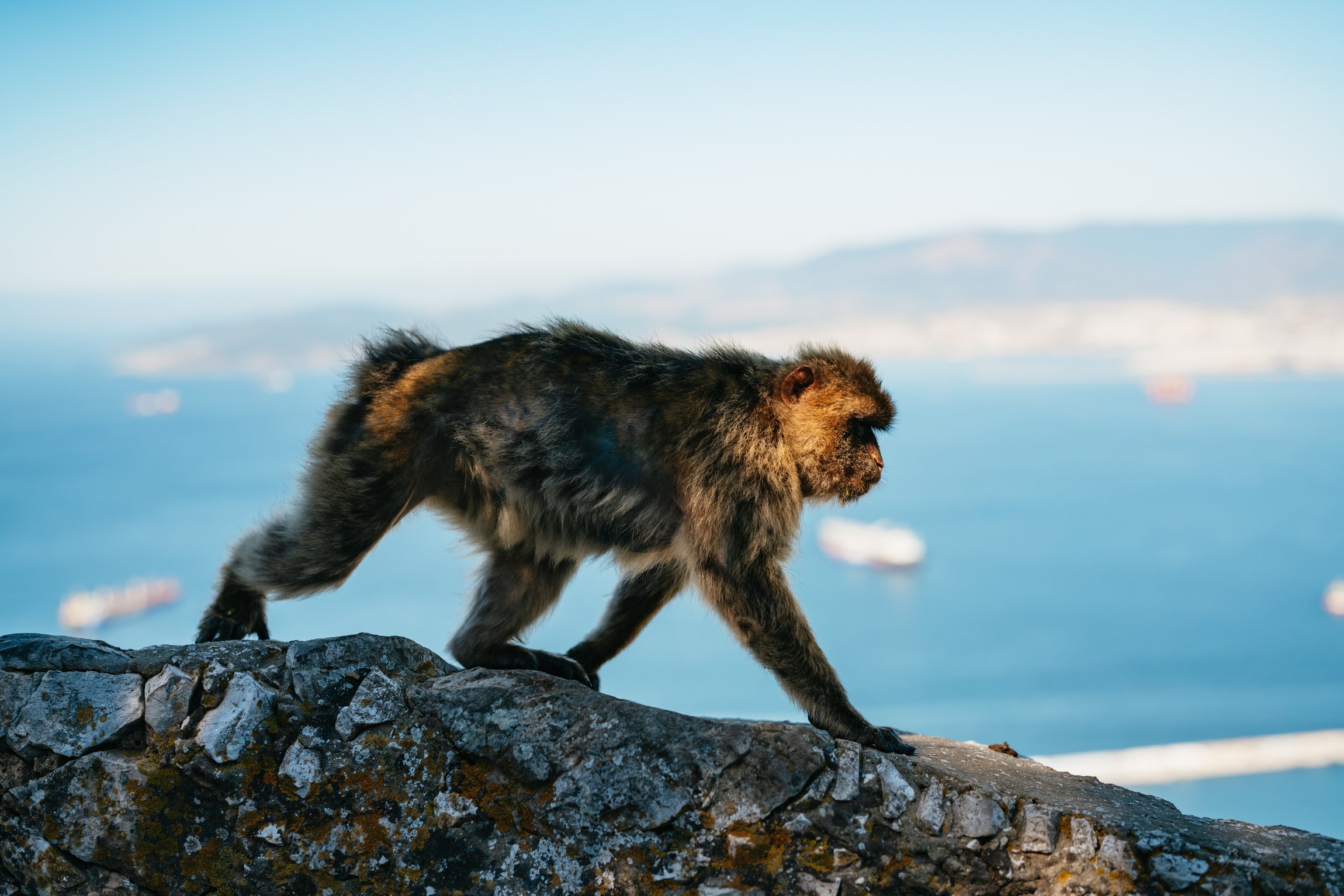 Gibraltar Day Trip from Malaga with Optional Rock Tour
