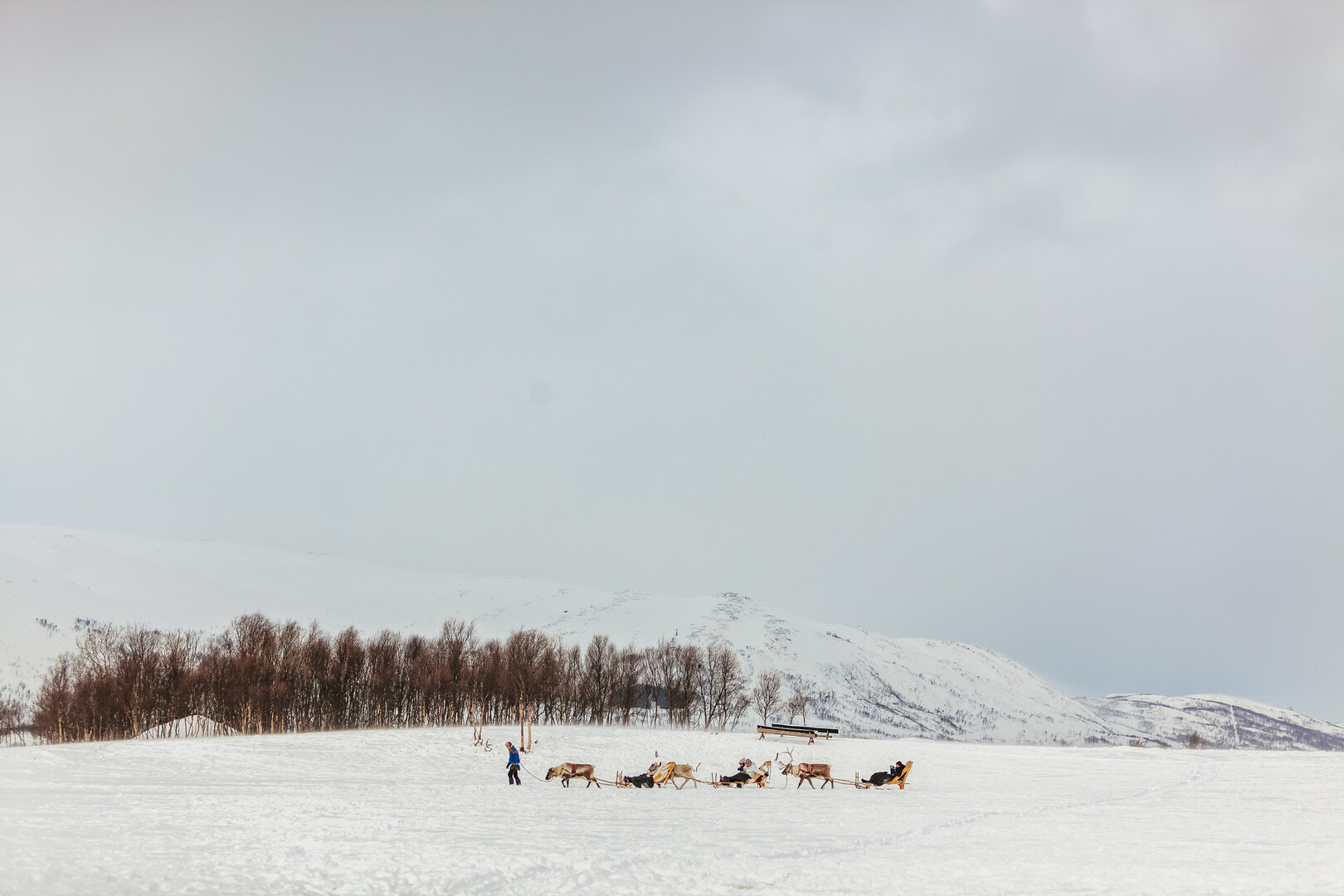 Tromso reindeer sledding and feeding tour with a Sami guide — image 16