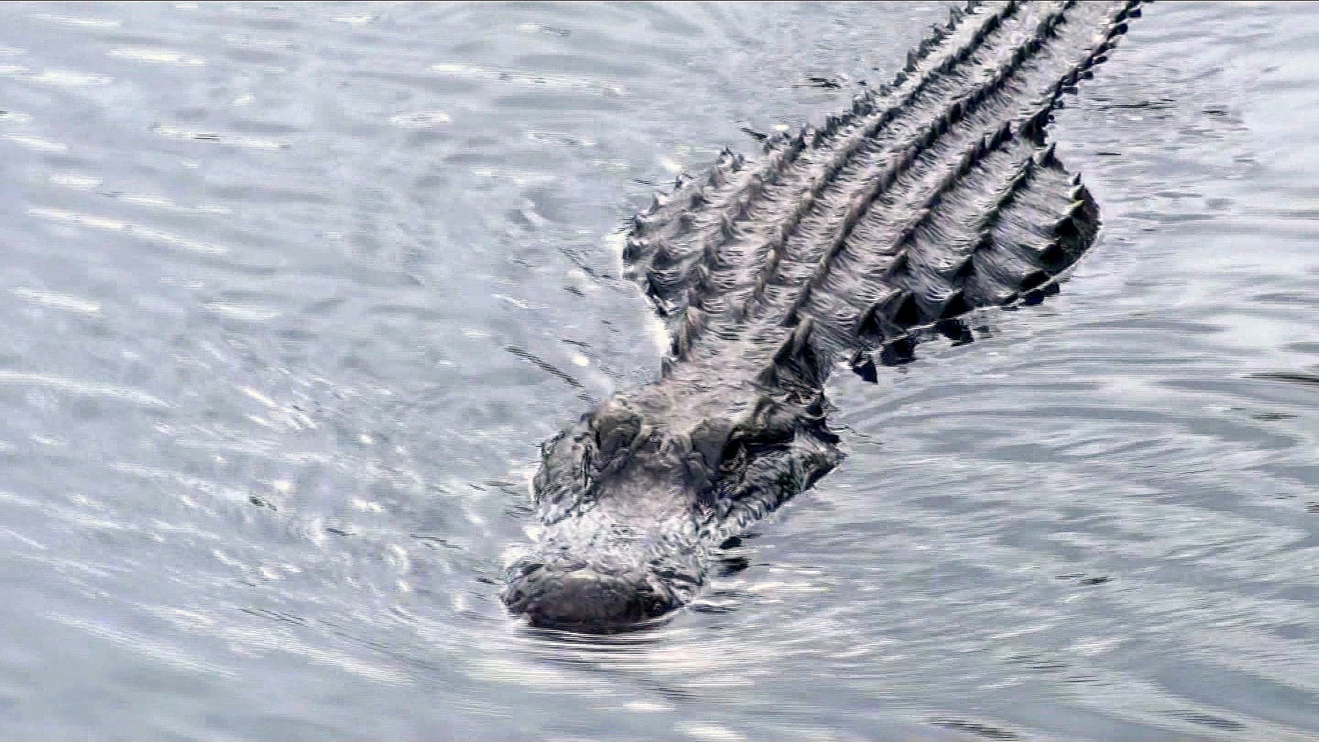 Central Florida Everglades Airboat Adventure & Wildlife Park