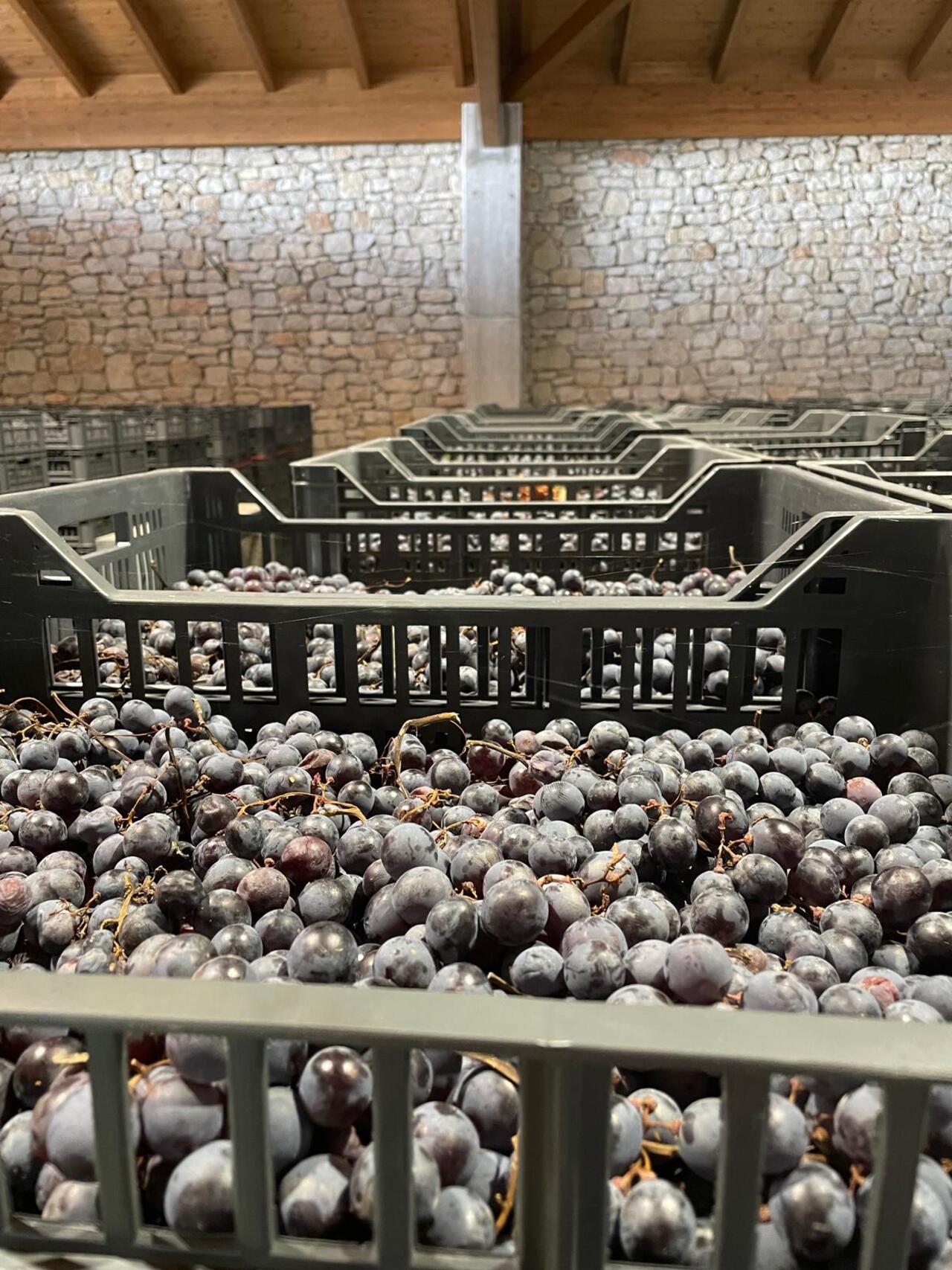 Valpolicella Wine Region Private Day Trip with Amarone Tastings