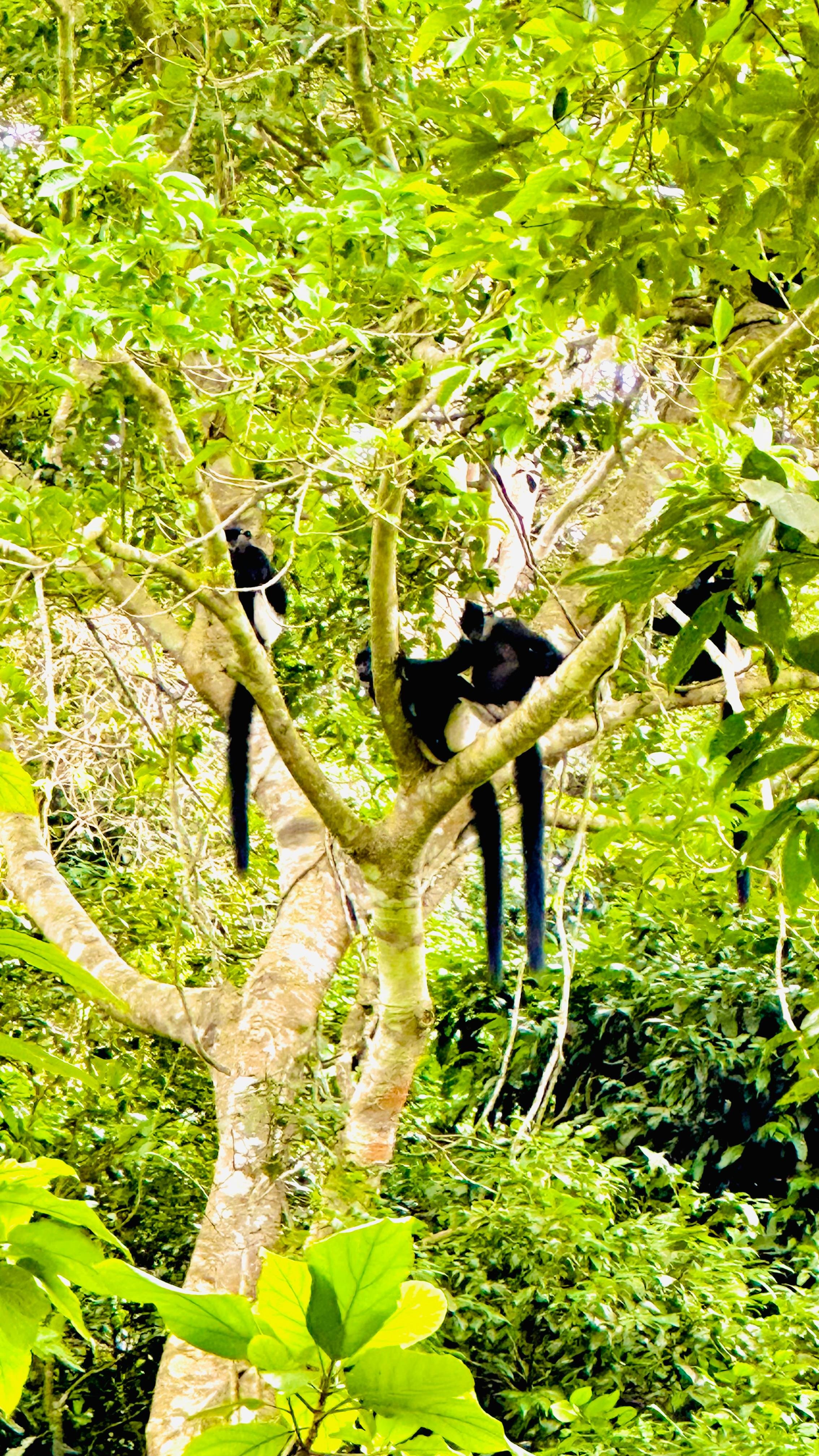 Cuc Phuong National Park Day Trek & Bear Sanctuary from Ninh Binh