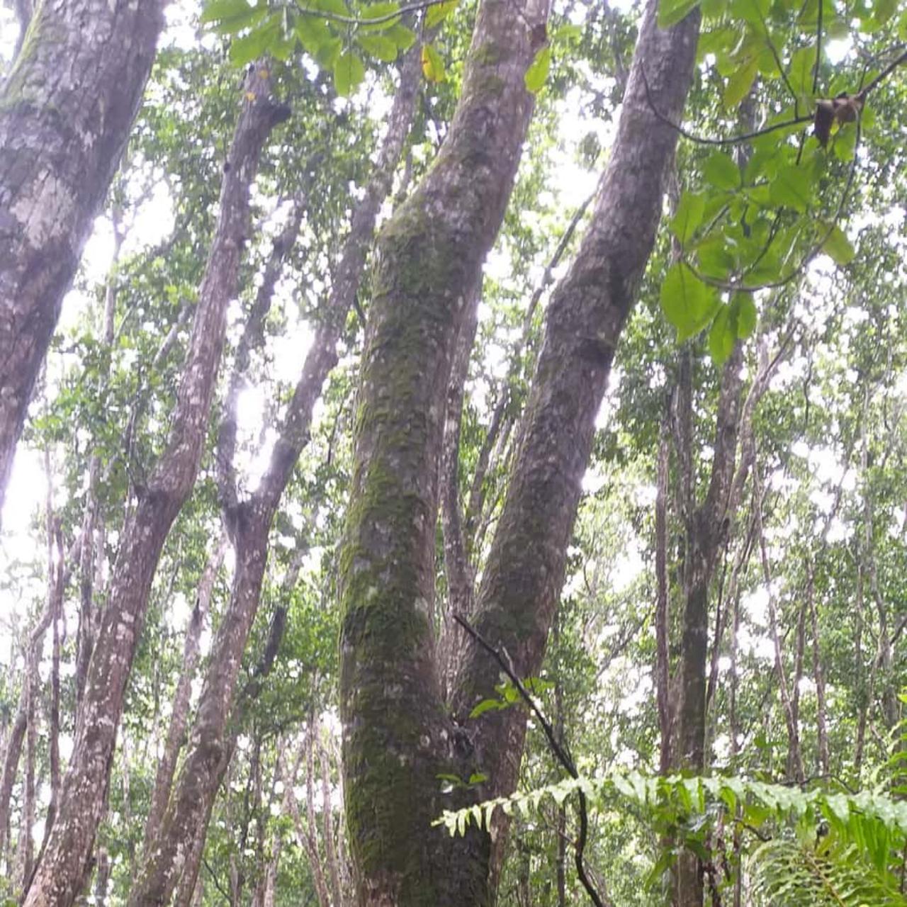 Zanzibar Jozani Forest & The Rock Restaurant Day Tour