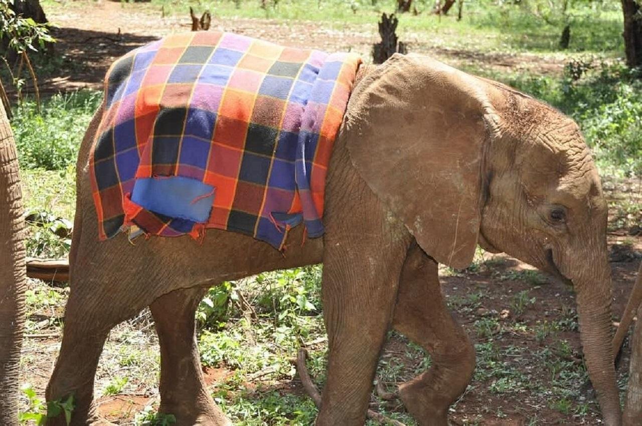 Nairobi Wildlife & History Day Tour