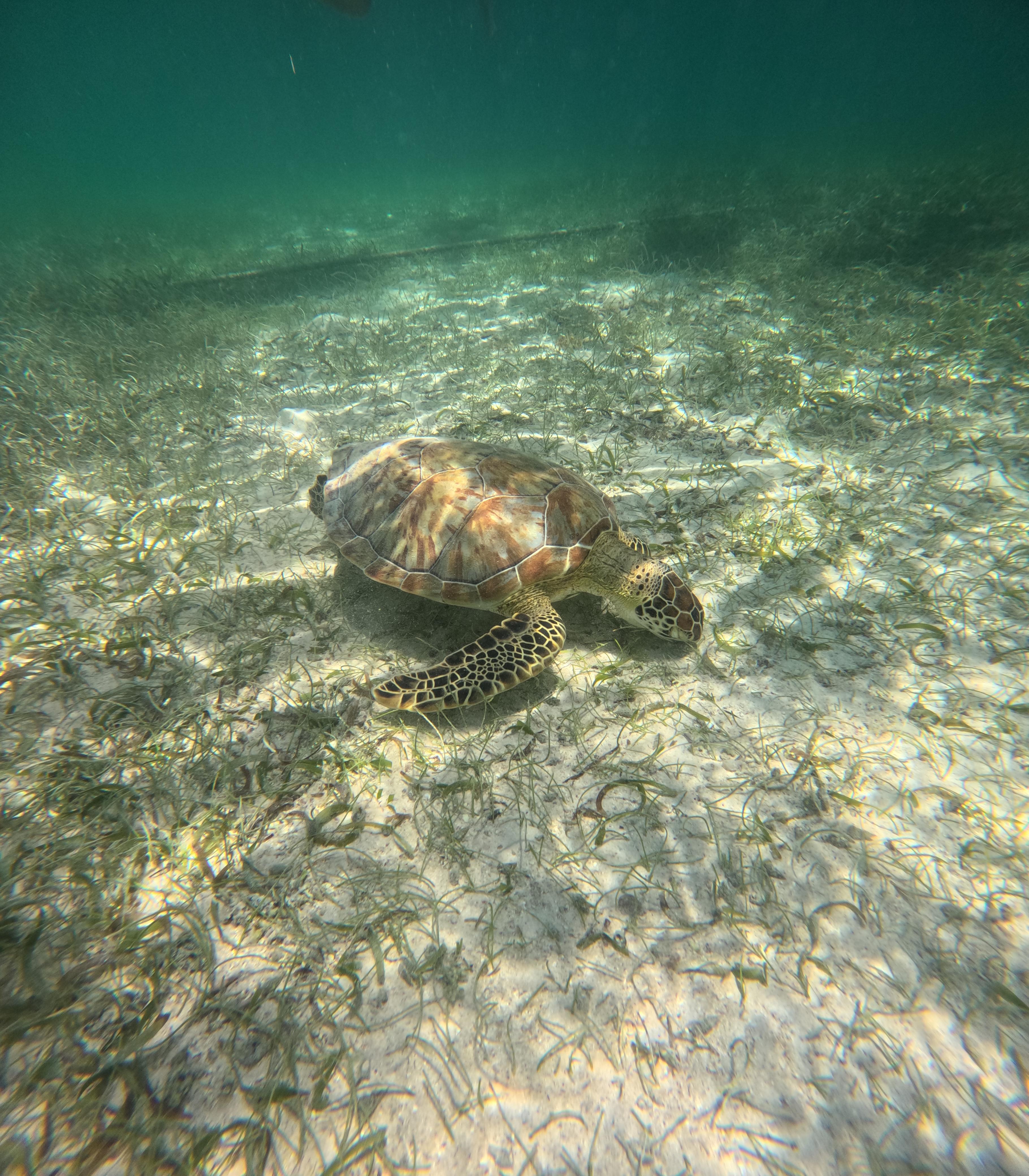 Riviera Maya VIP Turtle Snorkeling with GoPro Photos