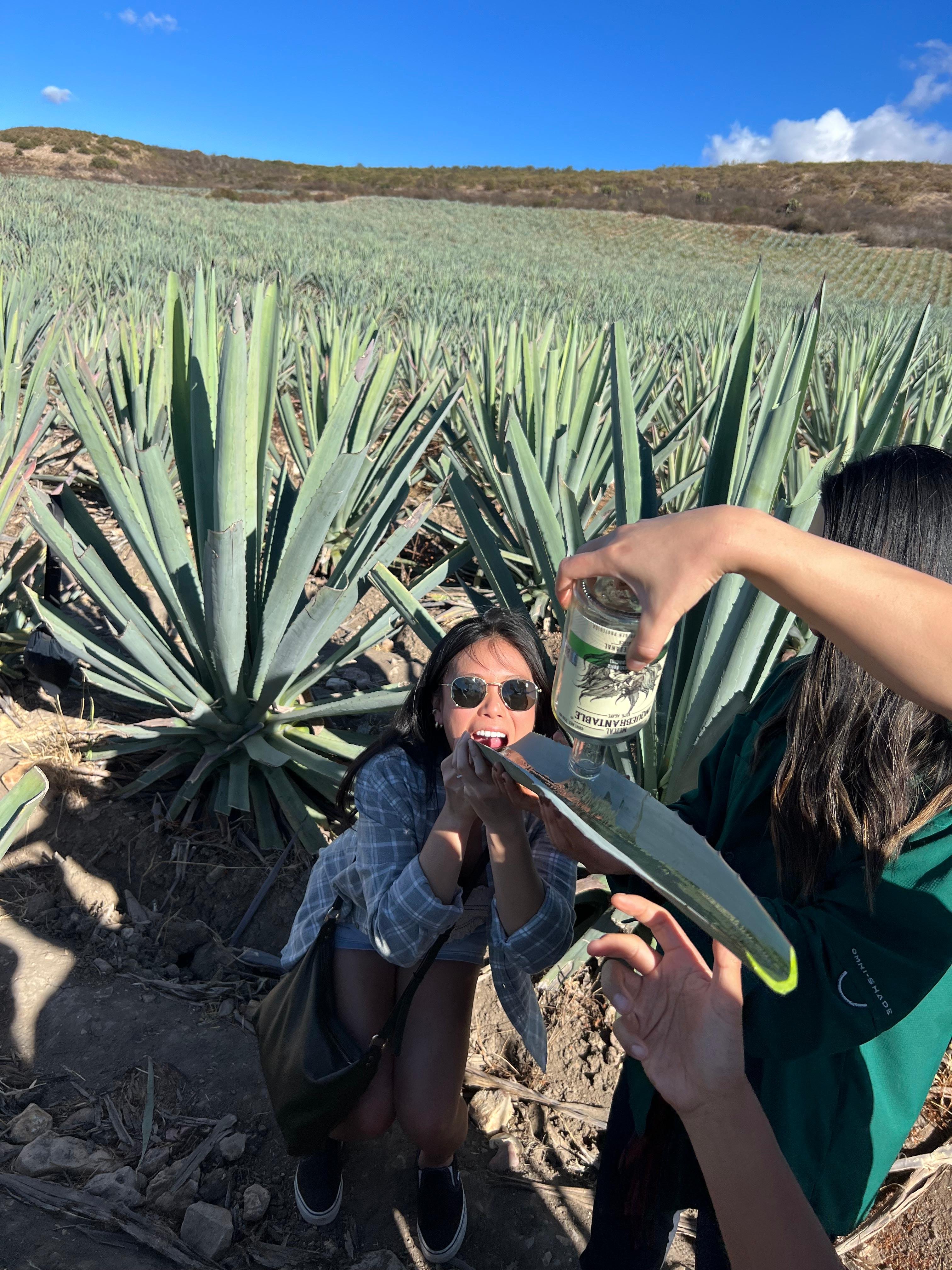 mezcal tasting in Oaxaca — photo 1
