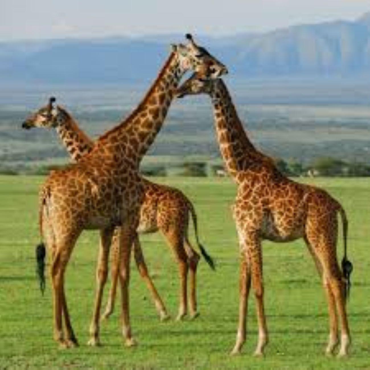 3-Day Maasai Mara Group Safari by 4WD