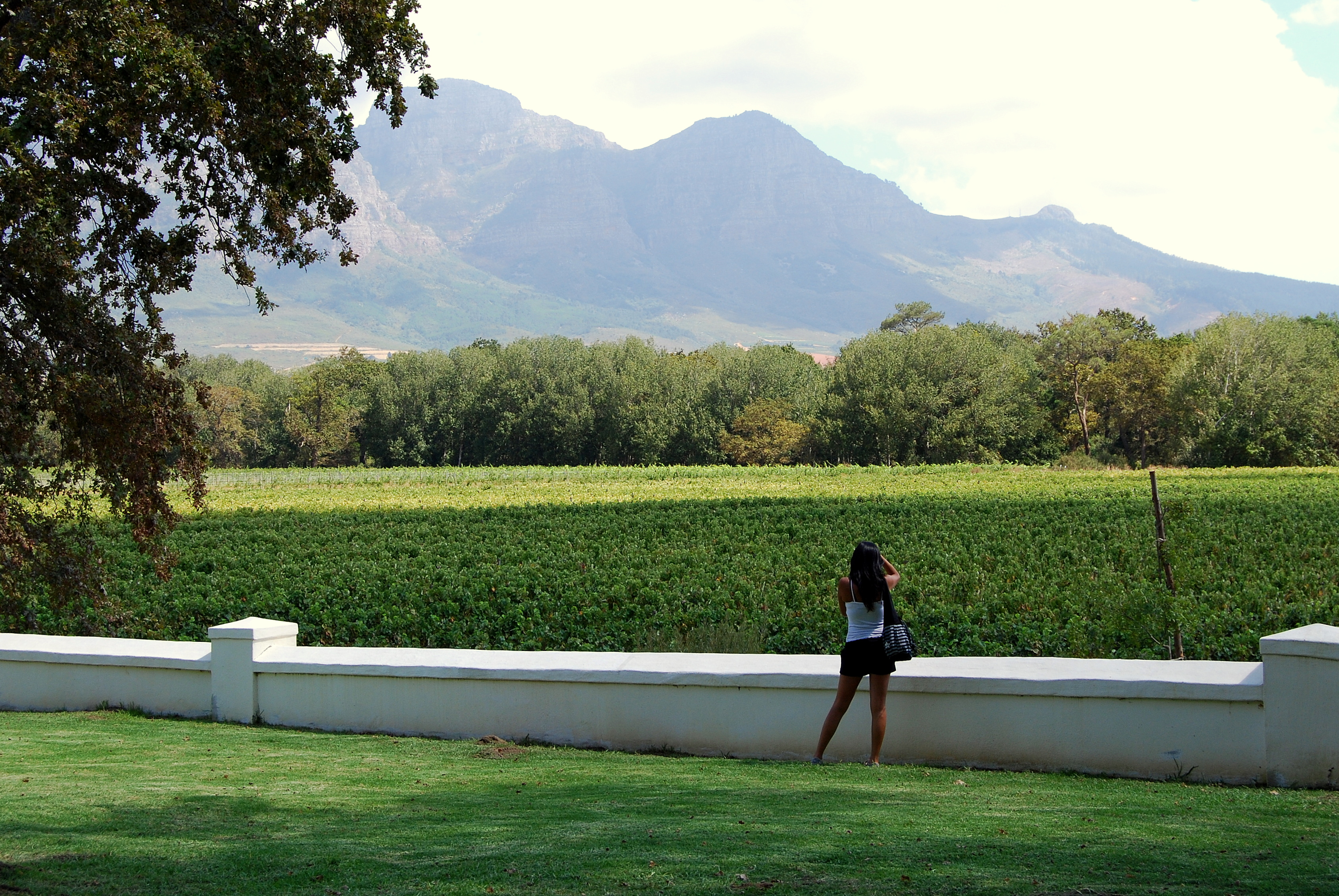 Cape Town Winelands Full-Day Tour: Tastings, Lunch & Cellar Visits