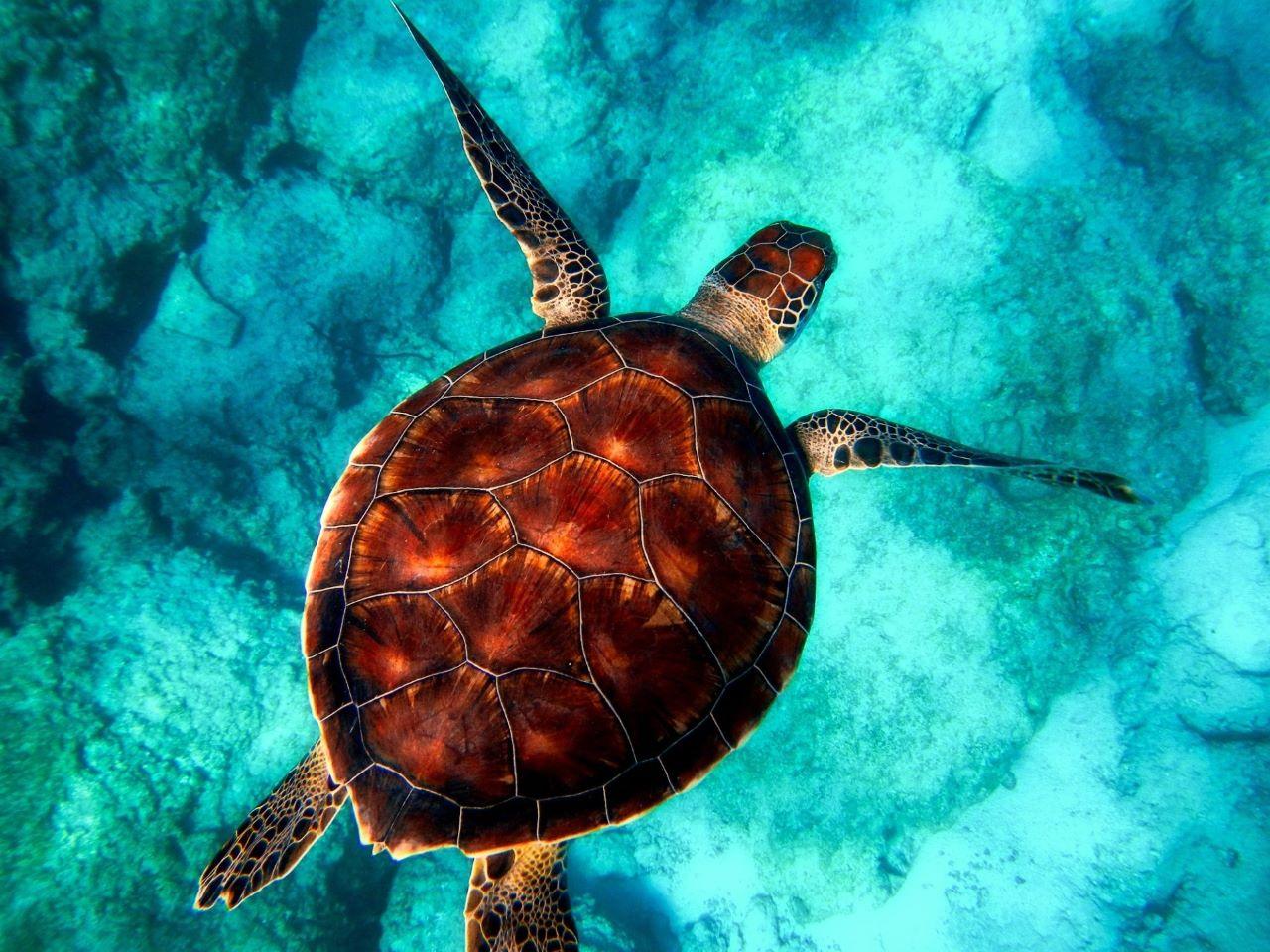 Zanzibar Full-Day Adventure: Caves, Monkeys, Turtles & Paje Beach