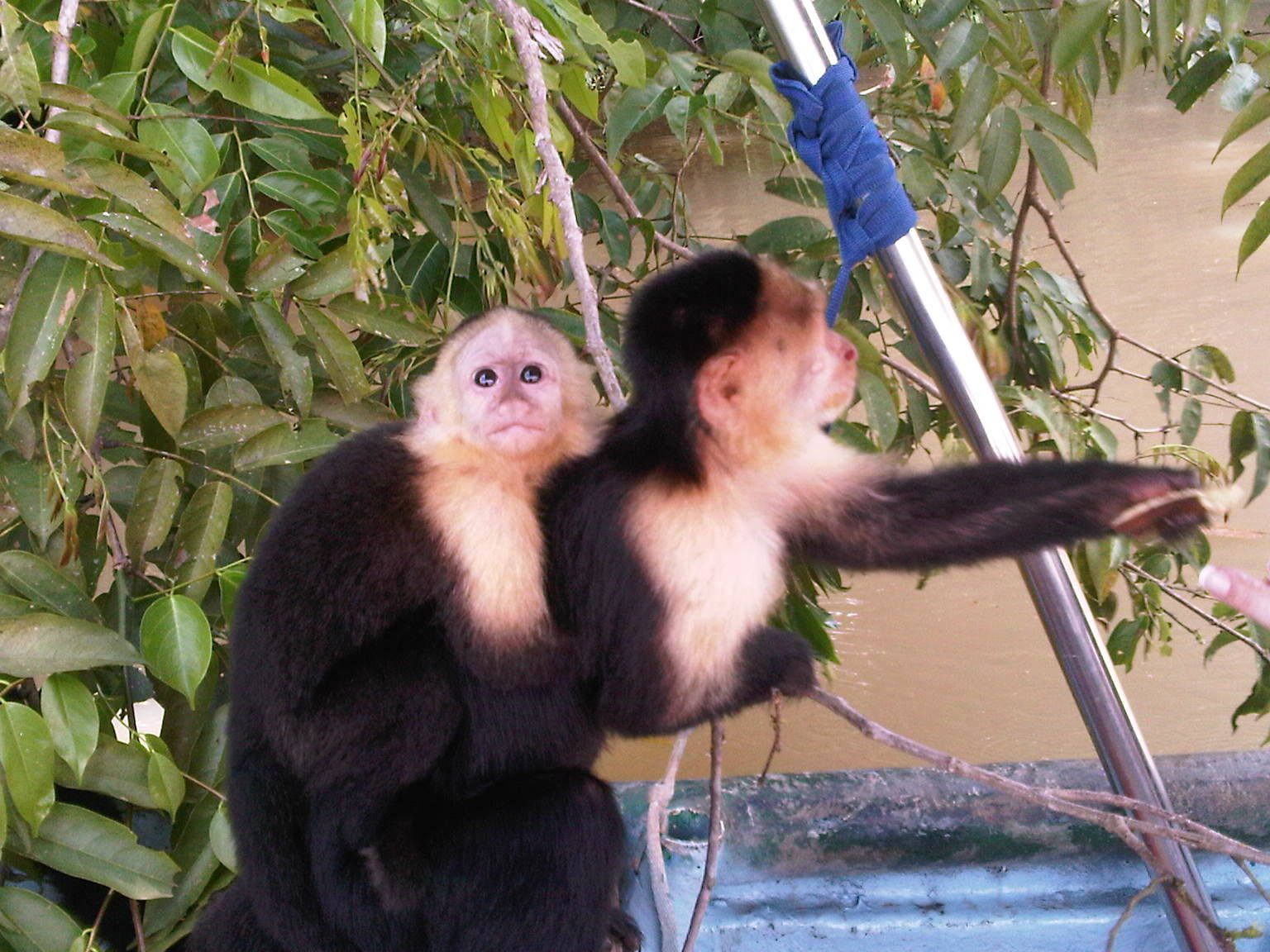Lake Gatun Wildlife & Indigenous Village Experience