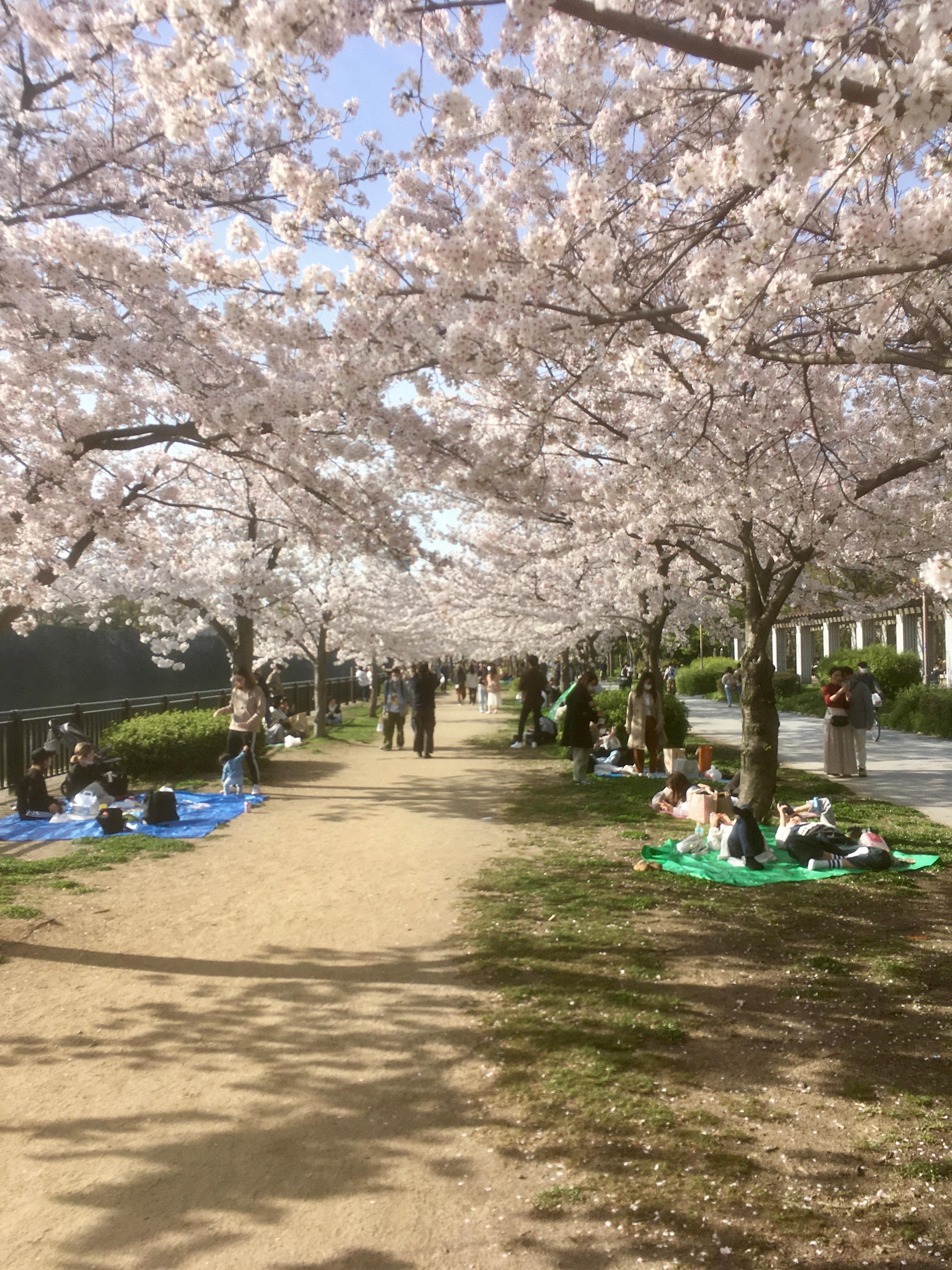 Private Customizable Osaka Walking Tour with Local Guide